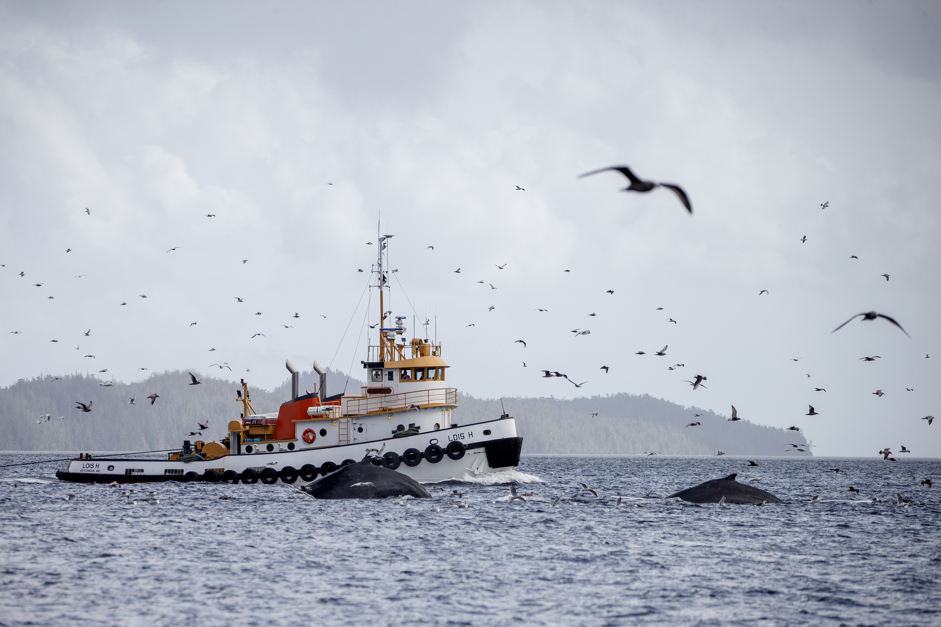 2024 10 05 Whales Bubble Feeding 2