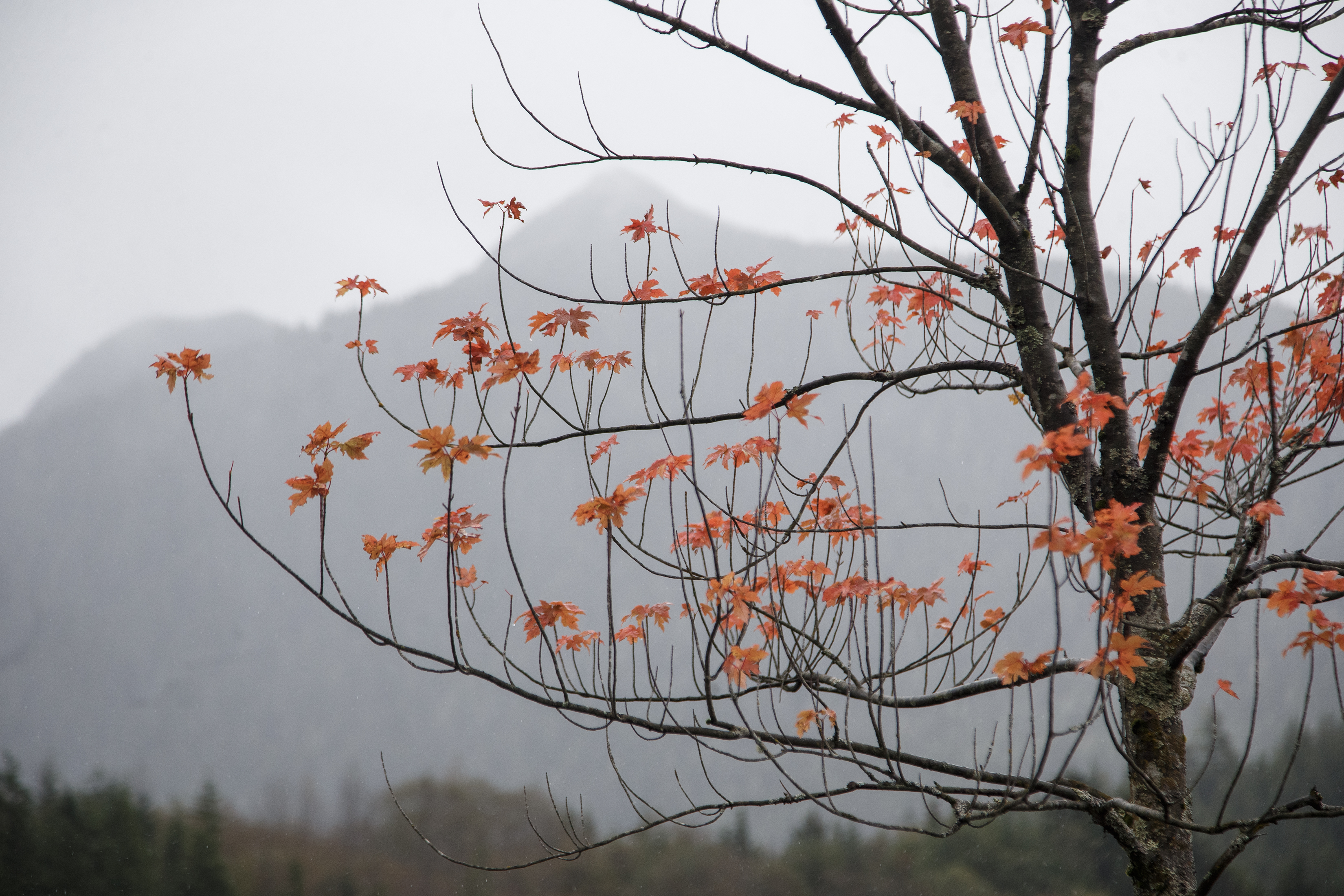 2024 10 22 Fall Leaves 1