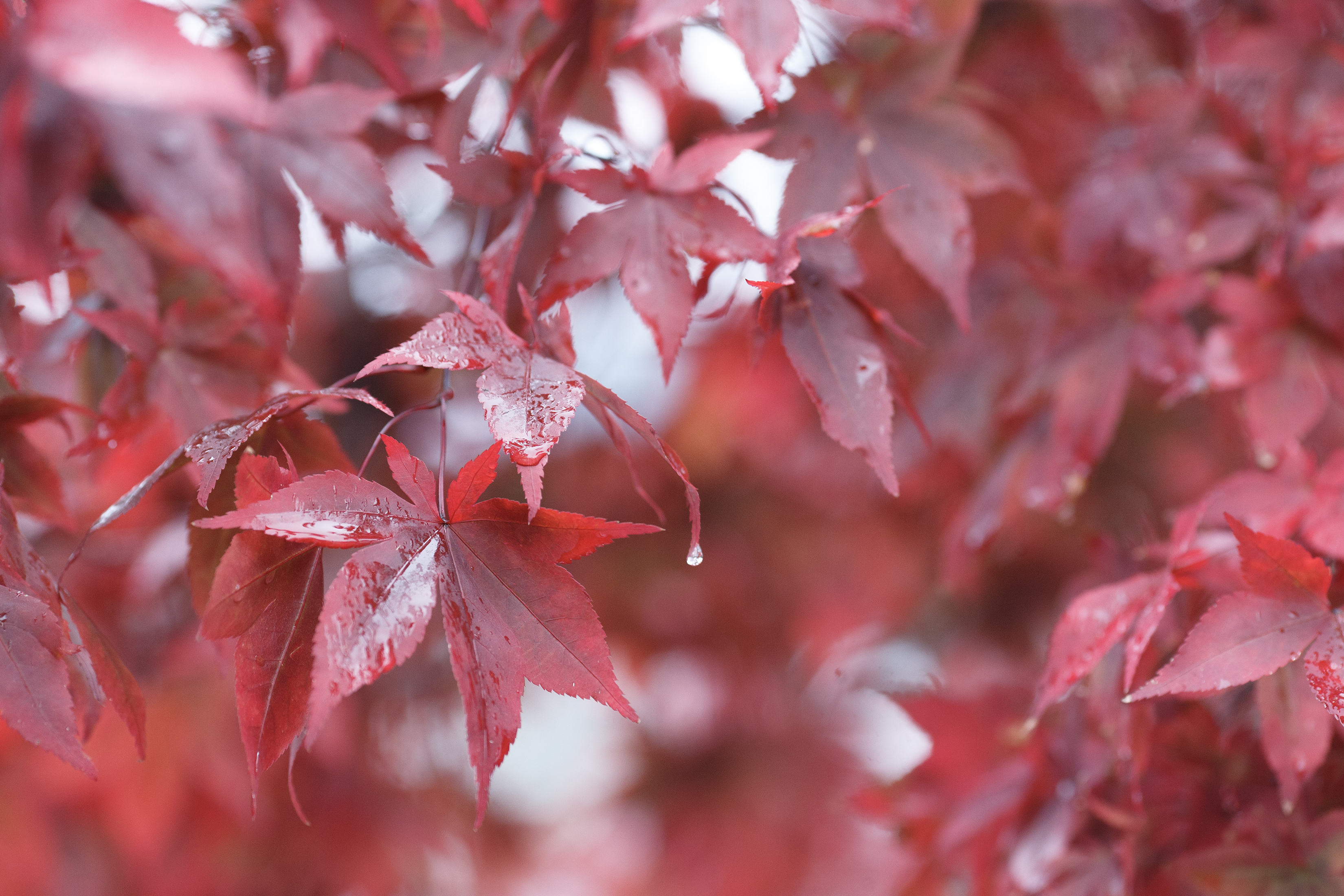 2024 10 22 Fall Leaves 2