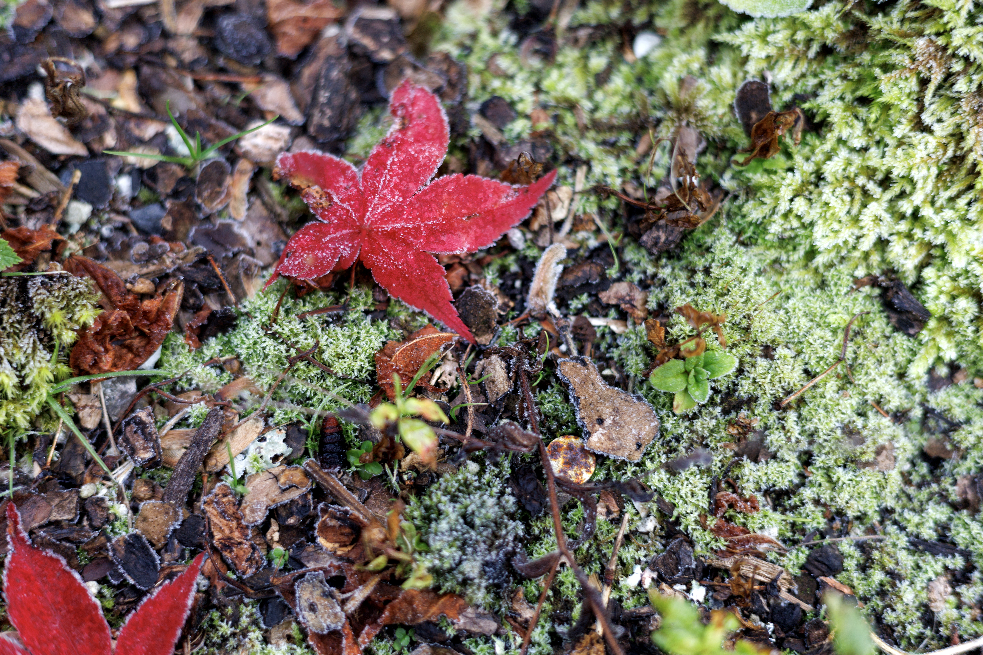 2024 10 22 Fall Leaves 3
