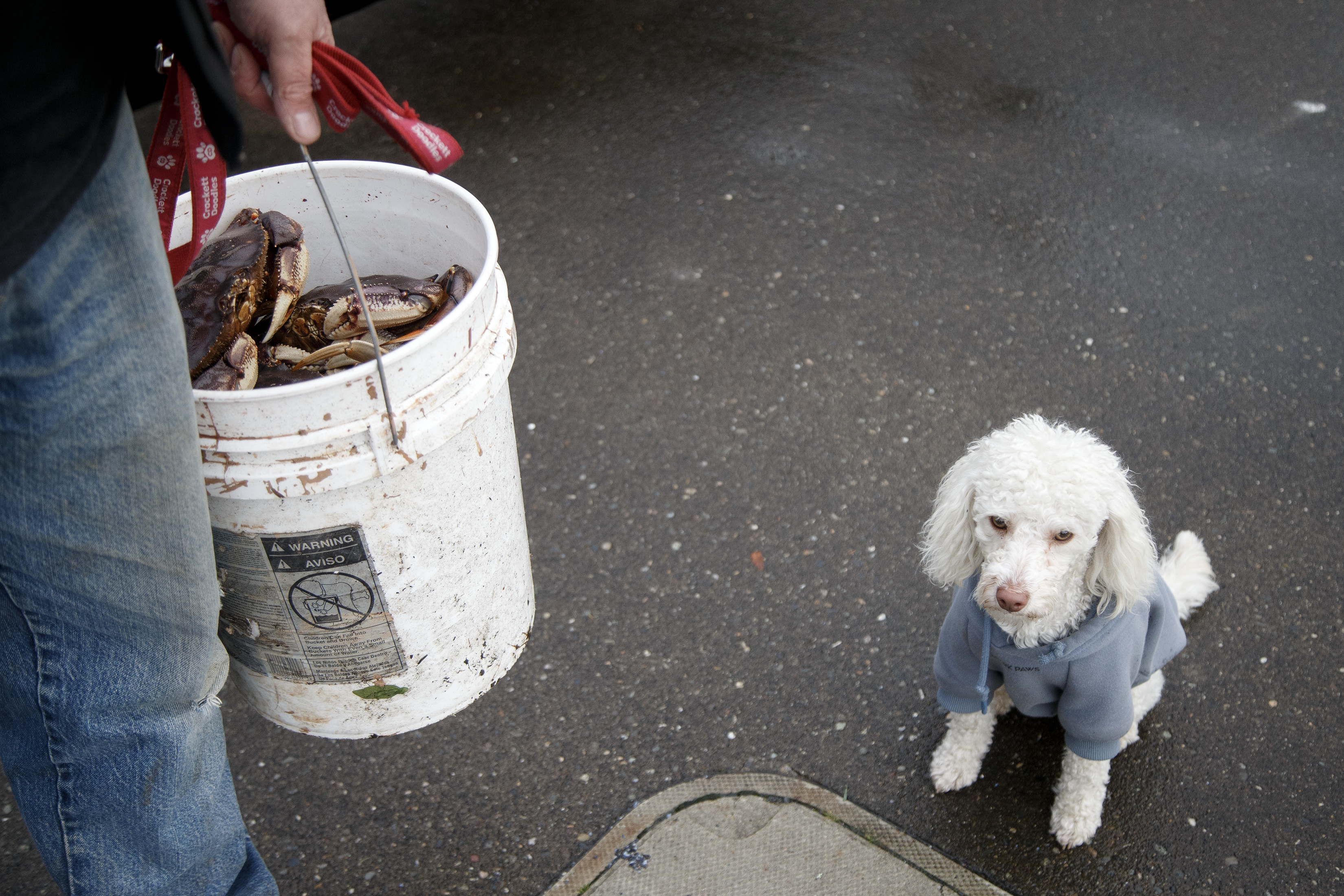 Waterfront Dogs 3 2024 10 31