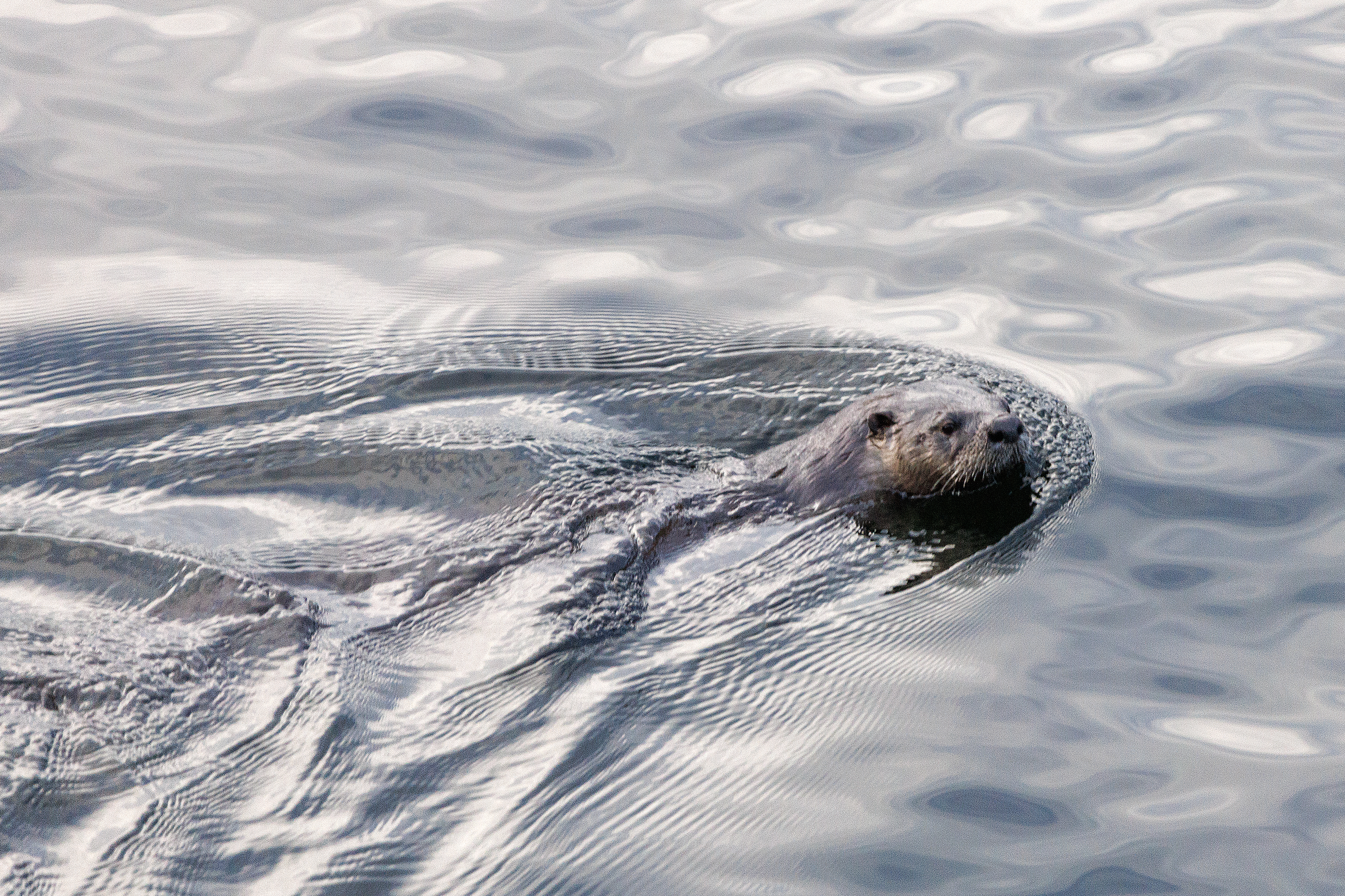 2024 12 26 River Otter