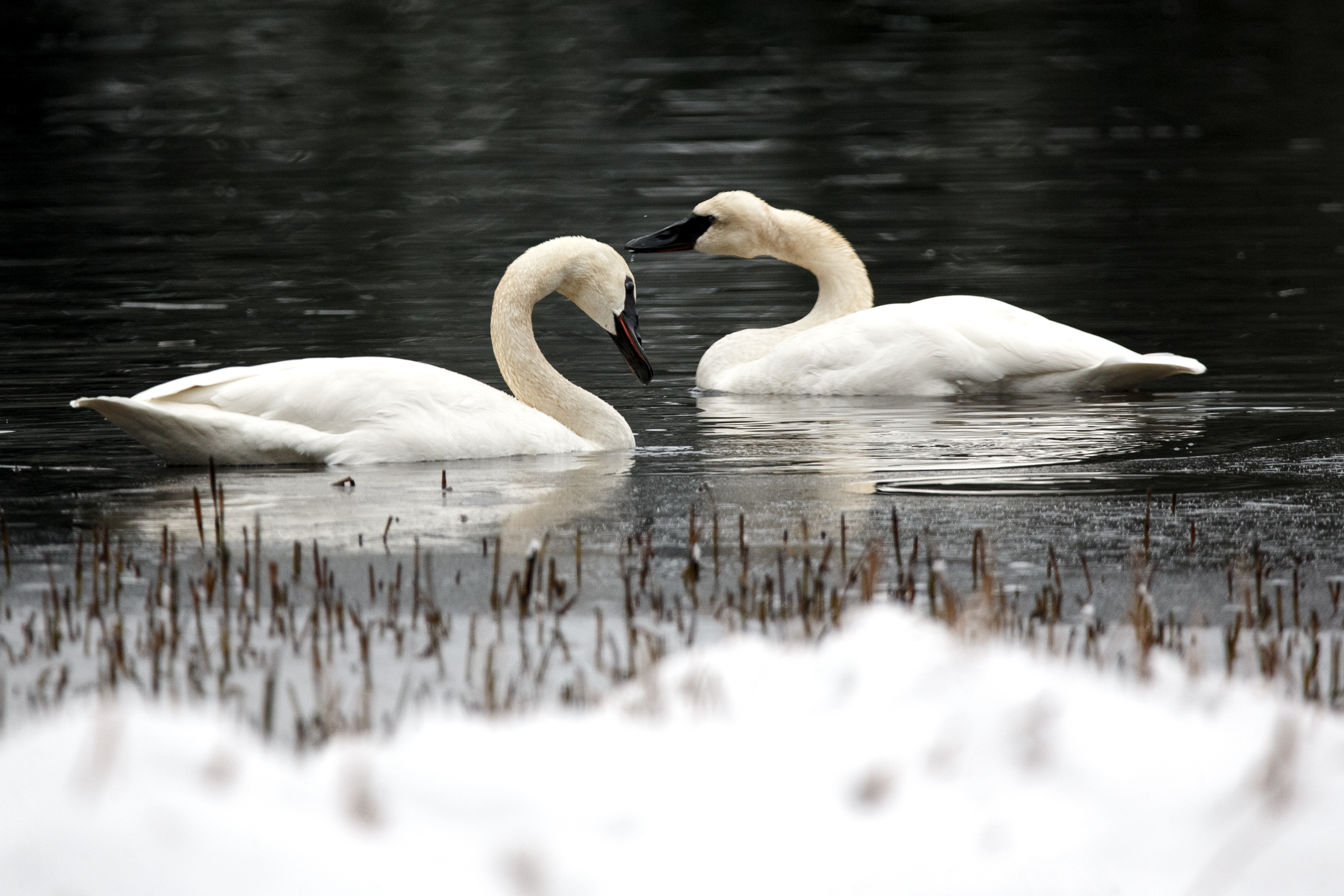 2025 01 04 Ward Lake Snow 3