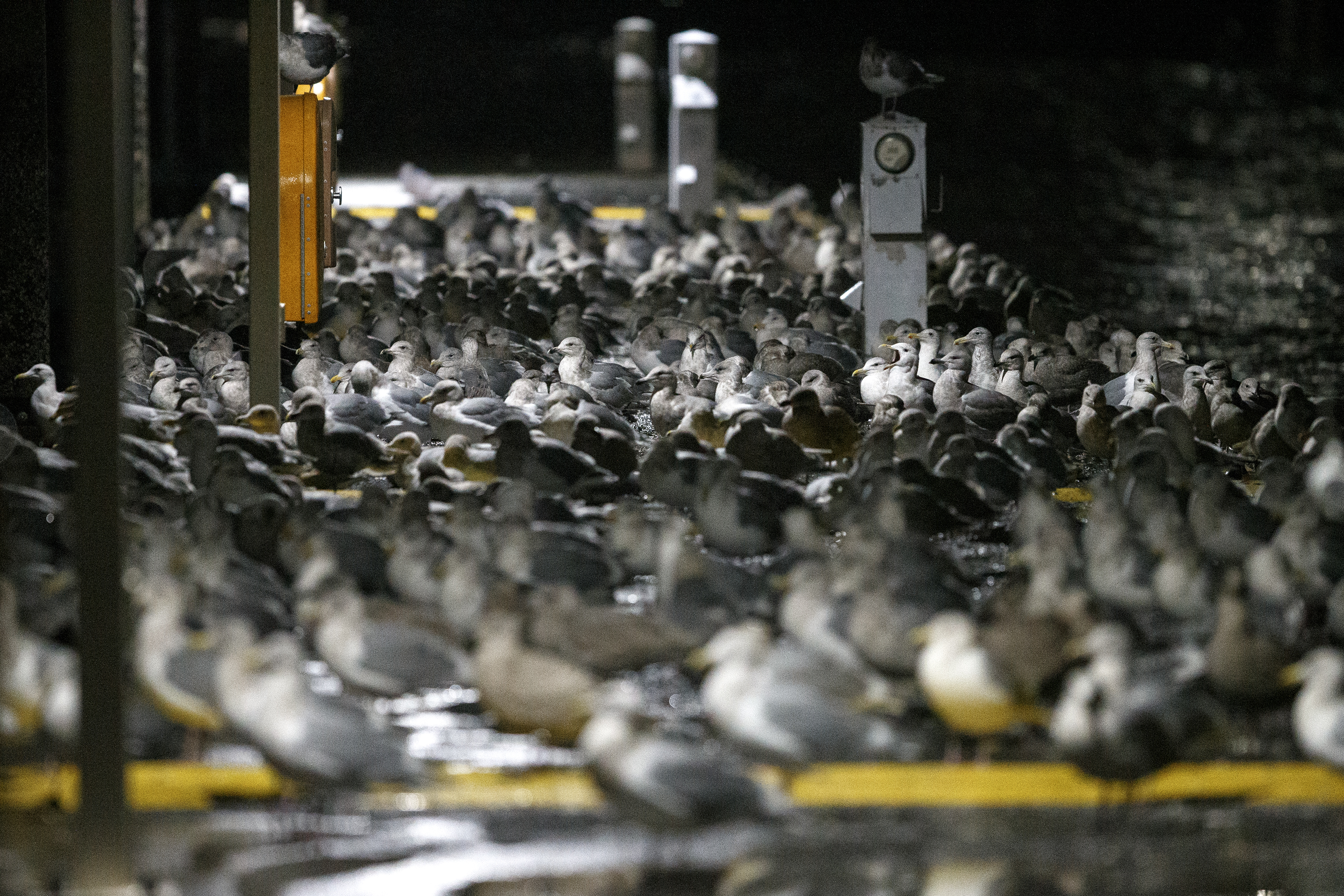 2025 01 10 A Flock Of Seagulls 1