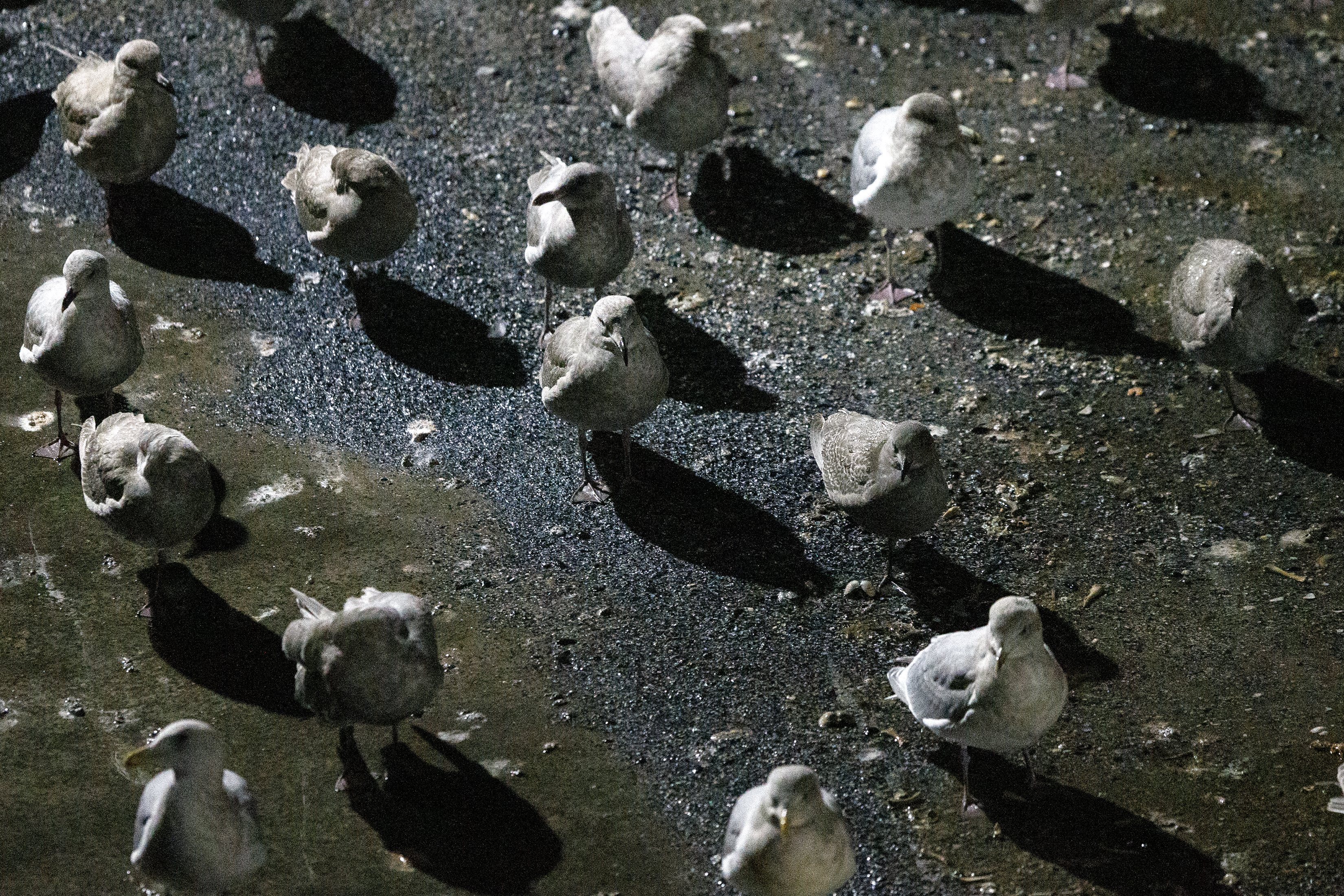 2025 01 10 A Flock Of Seagulls 2