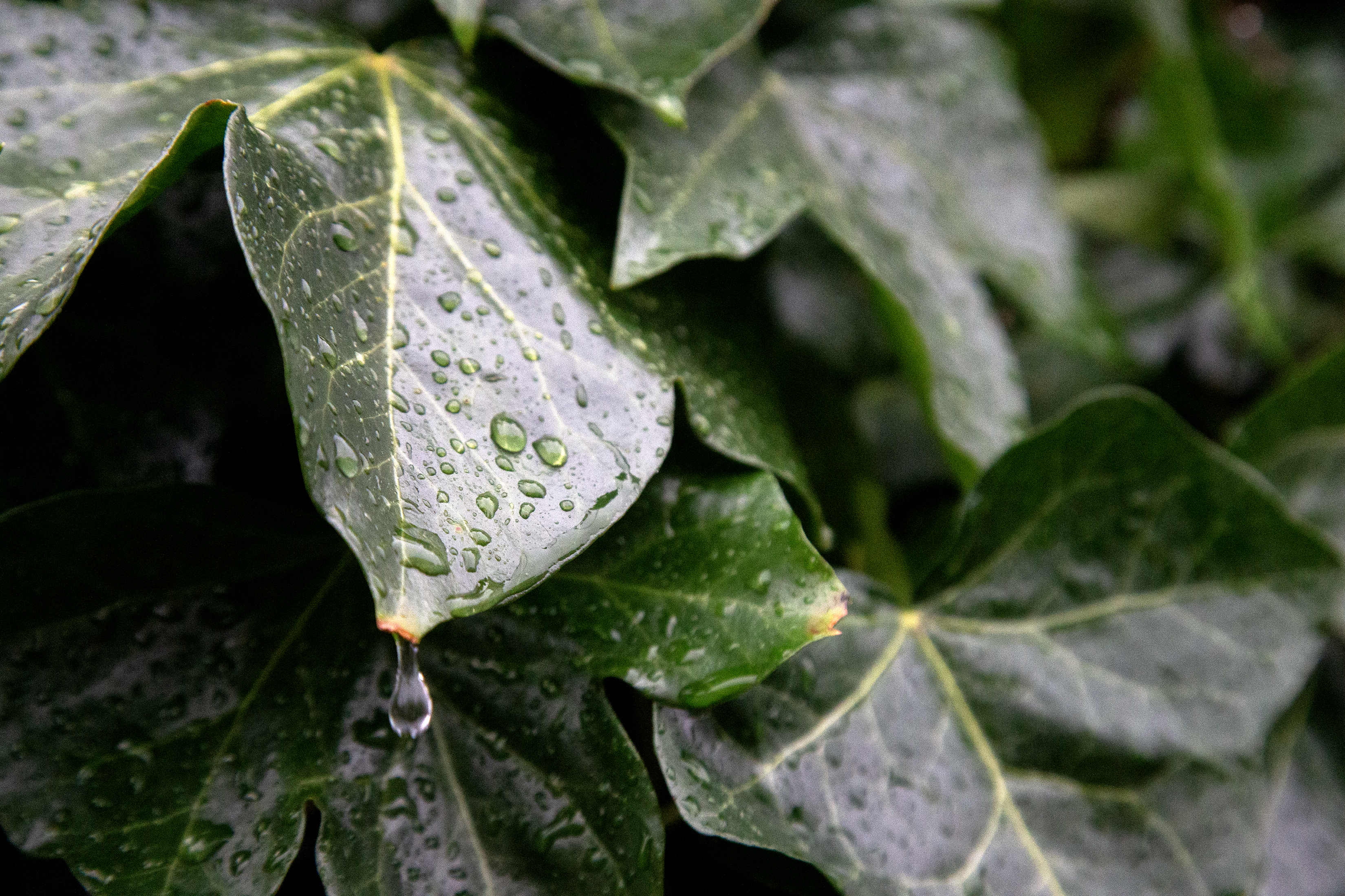 2025 01 22 Rain Drops 2