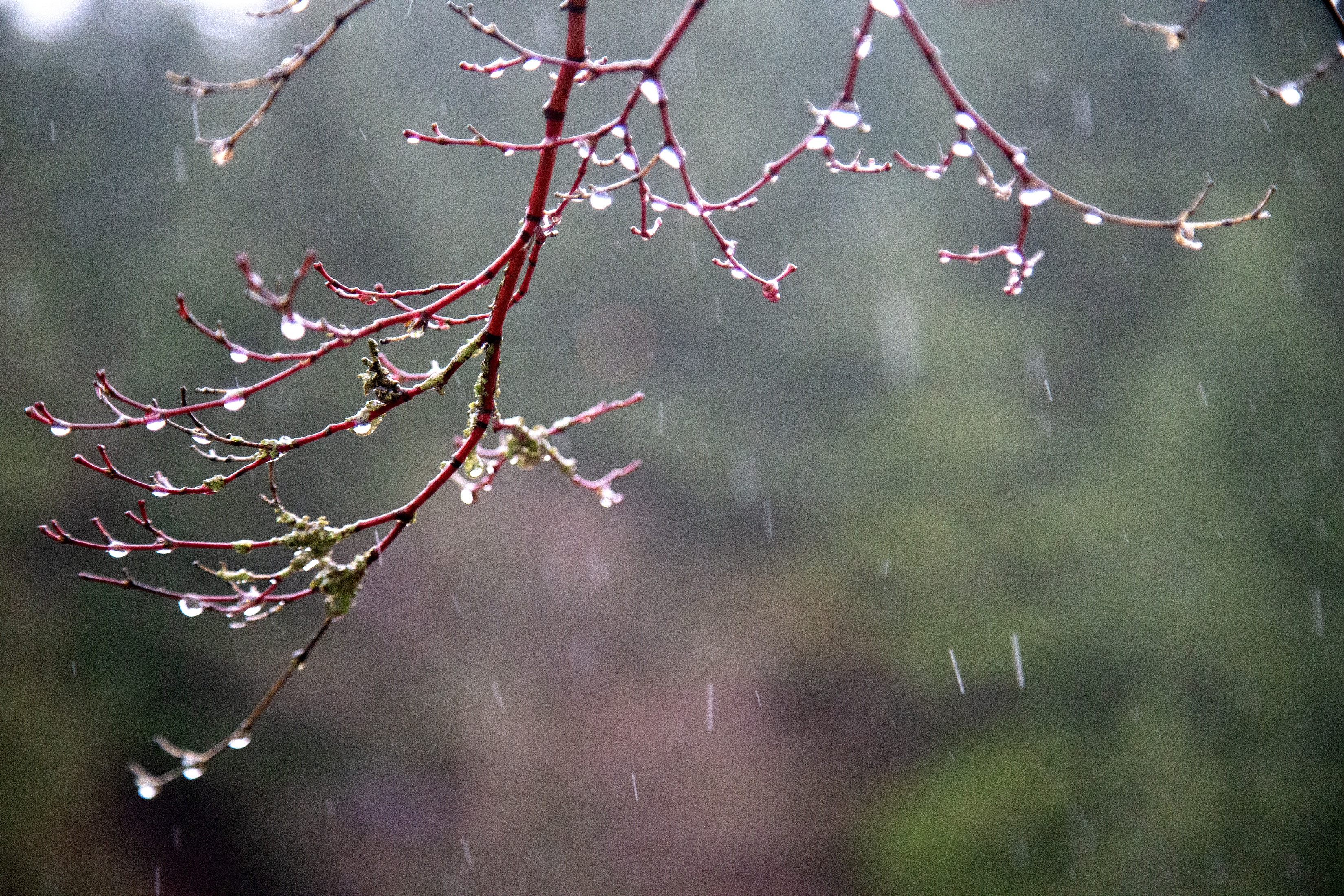 2025 01 22 Rain Drops 3