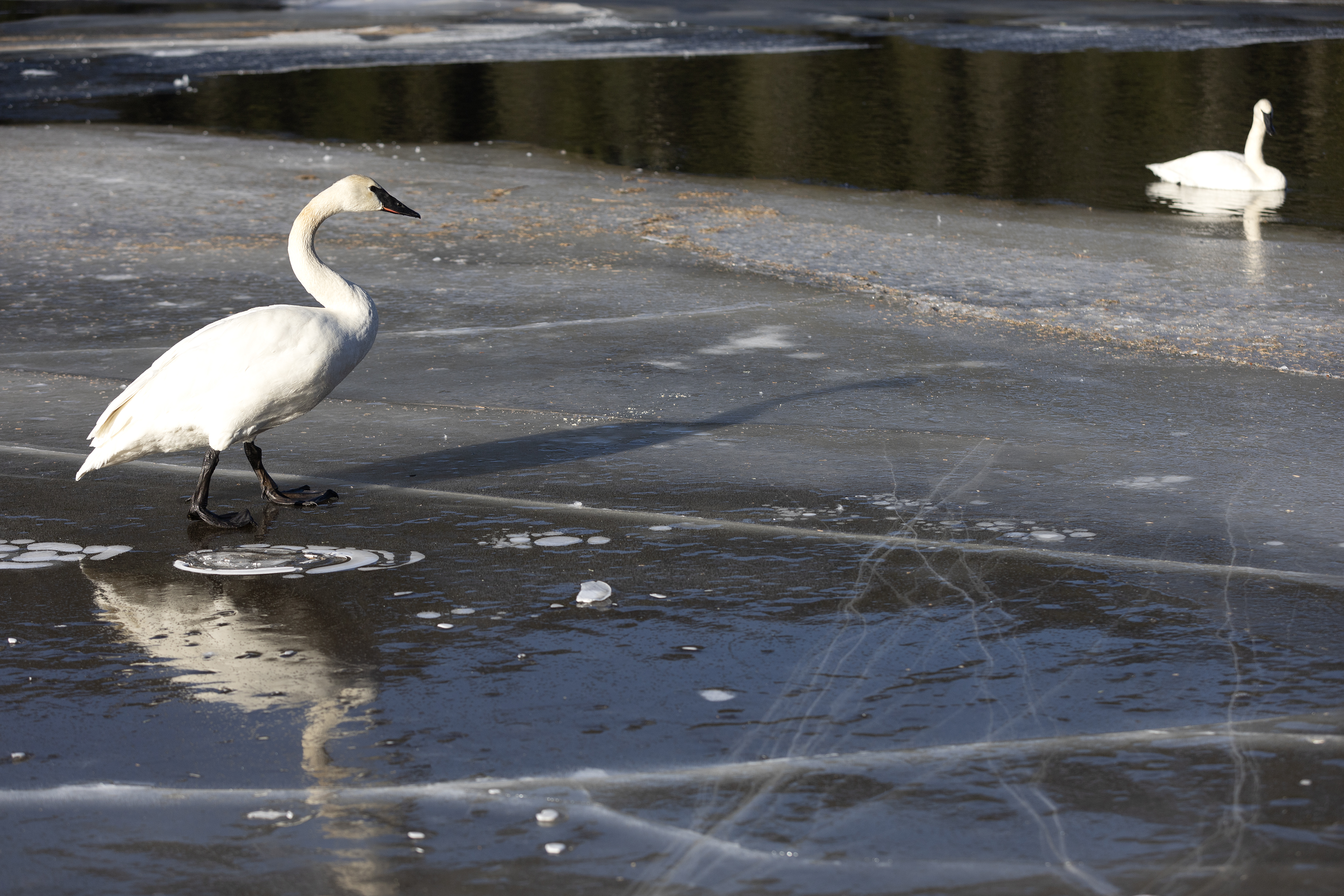 2025 02 05 Ward Lake Birds 2