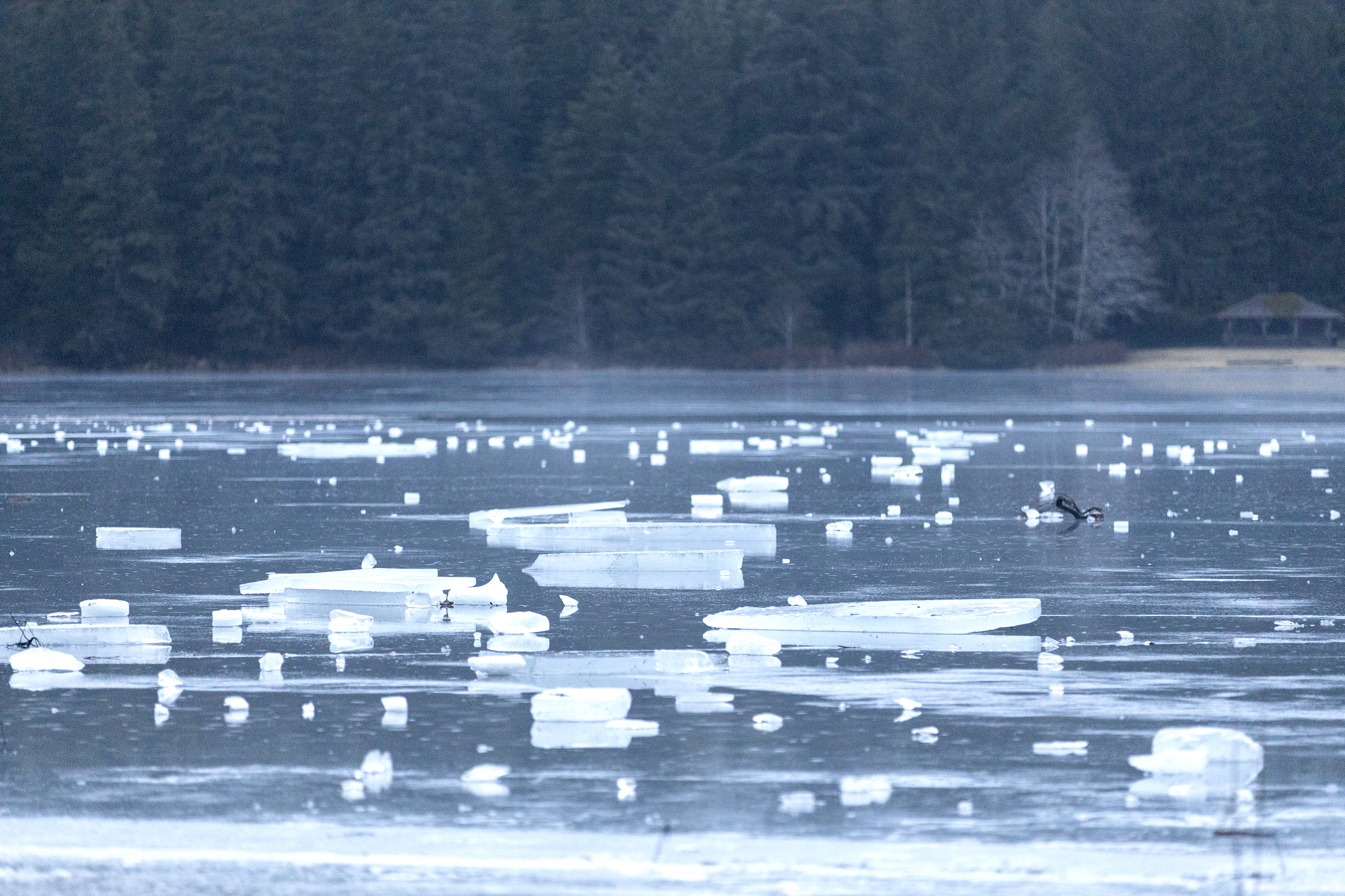 2025 02 21 Ward Lake Melts