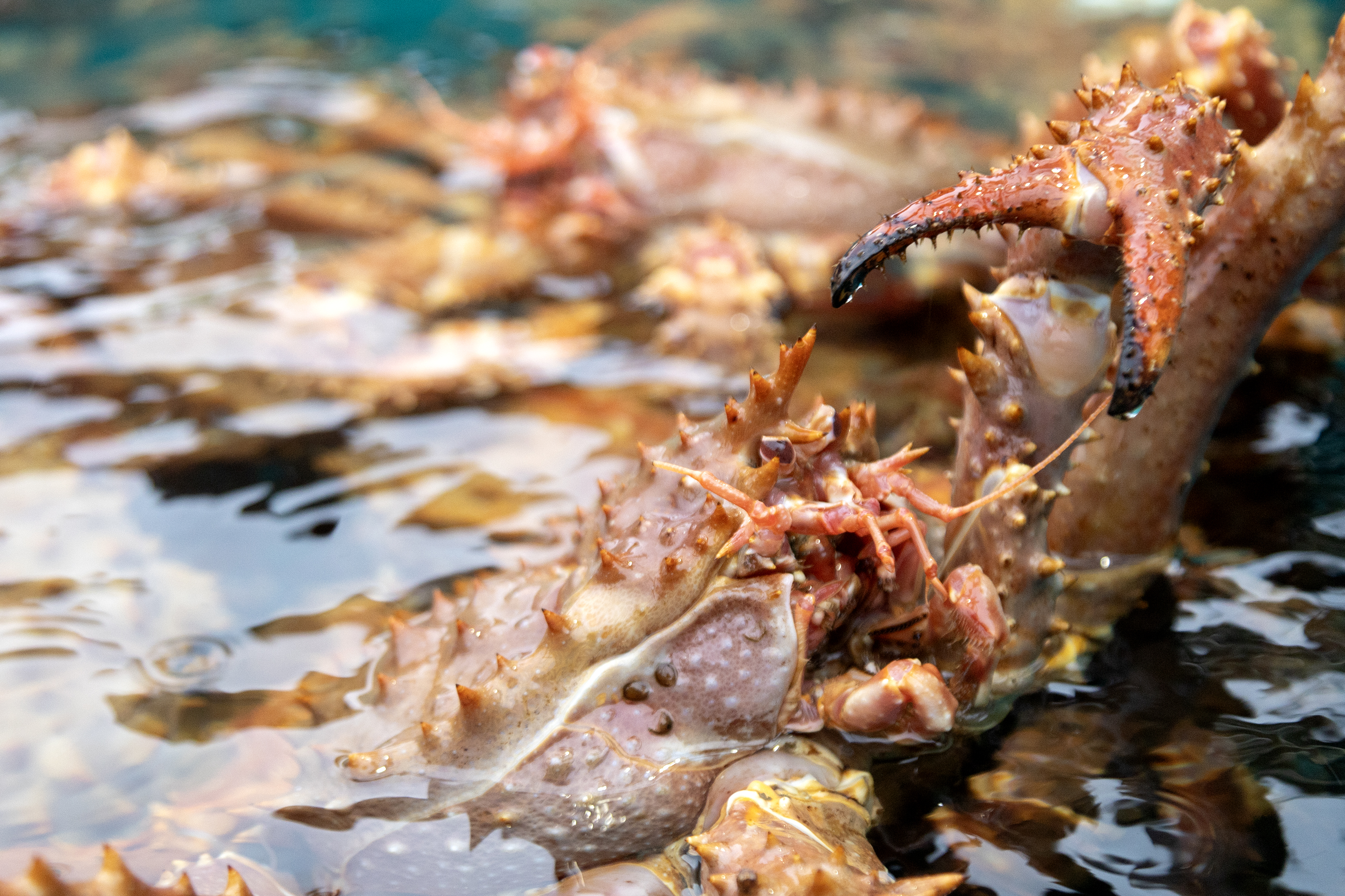 2025 02 26 Crab Boat 2