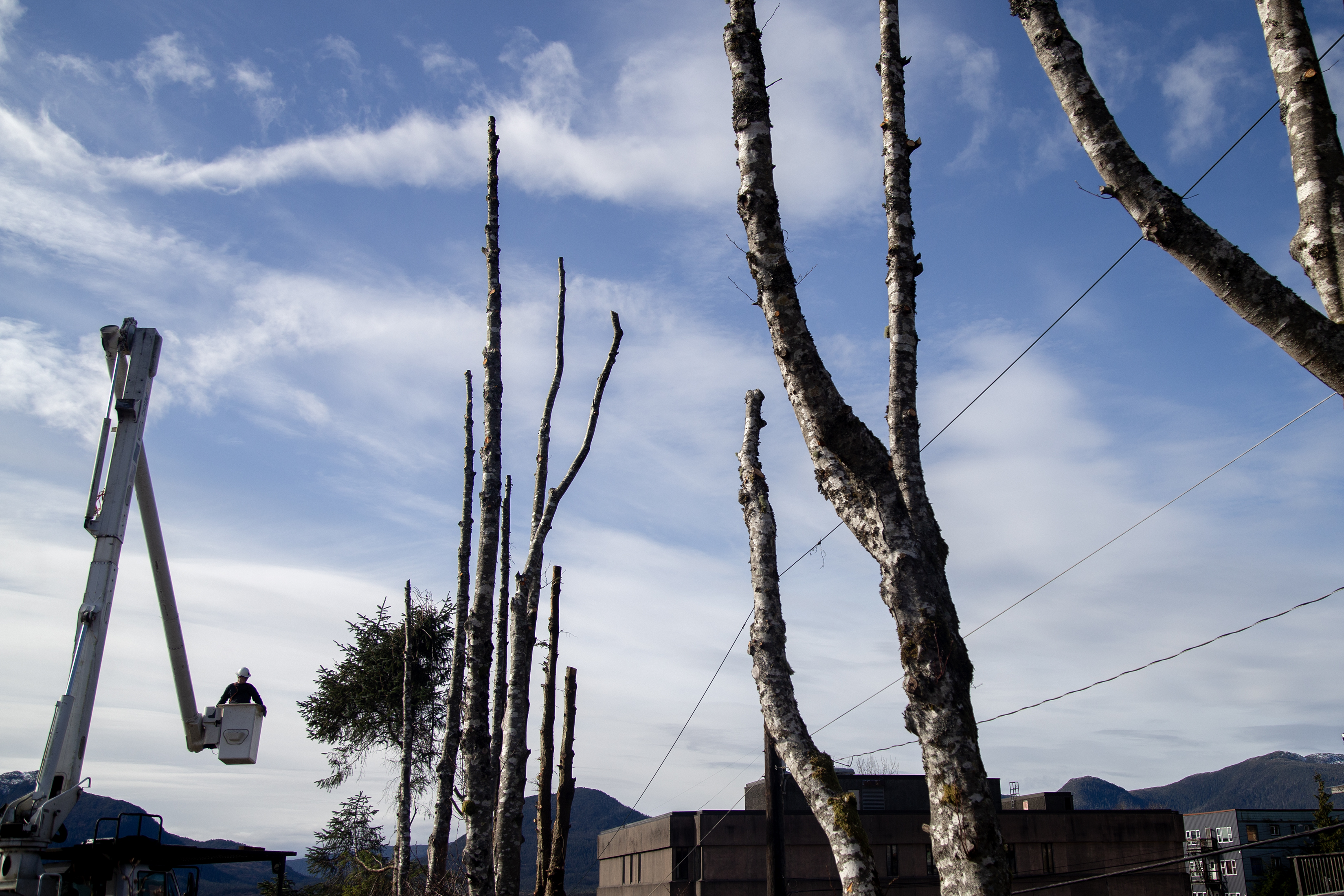 2025 03 04 Tree Cutters 1