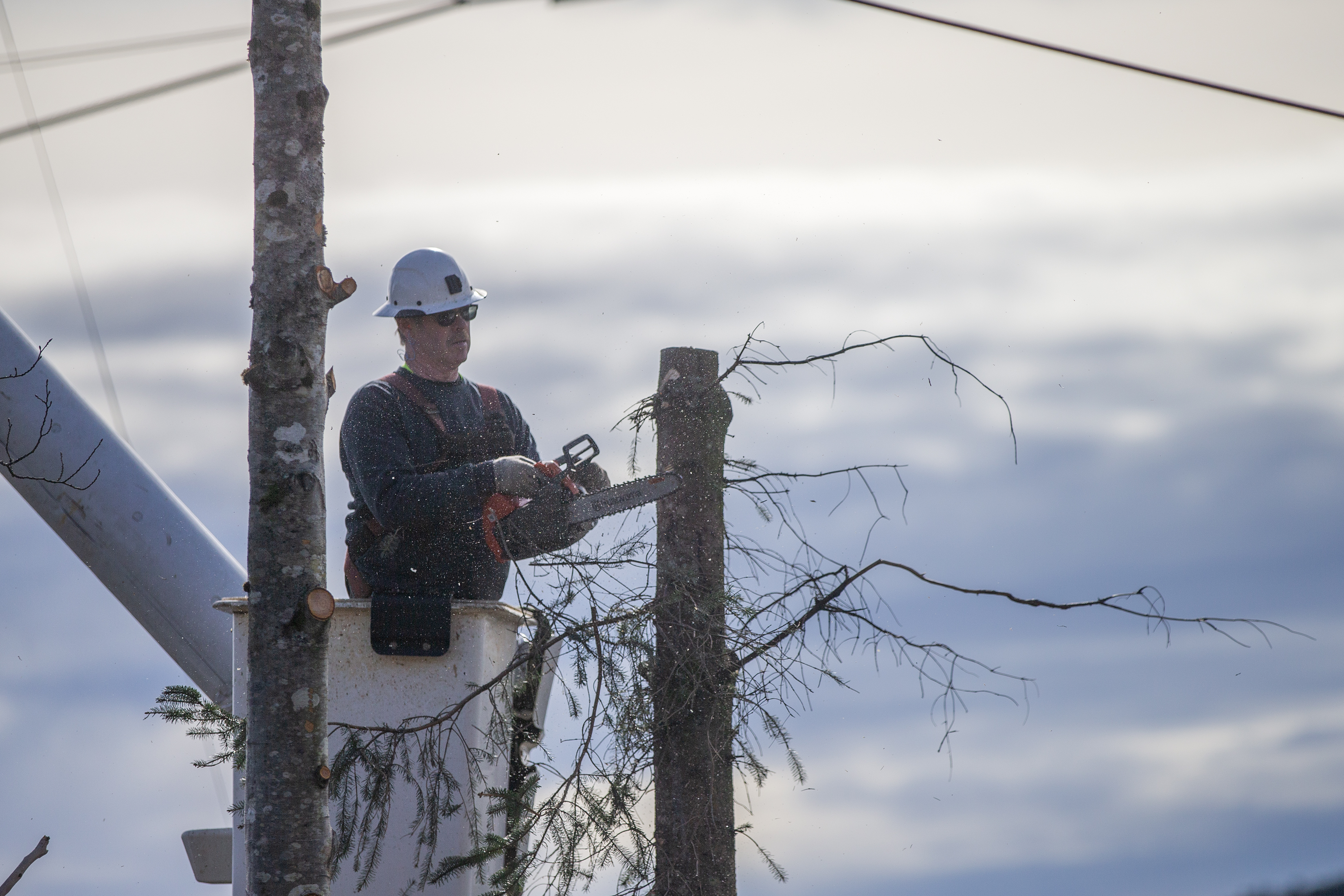 2025 03 04 Tree Cutters 2