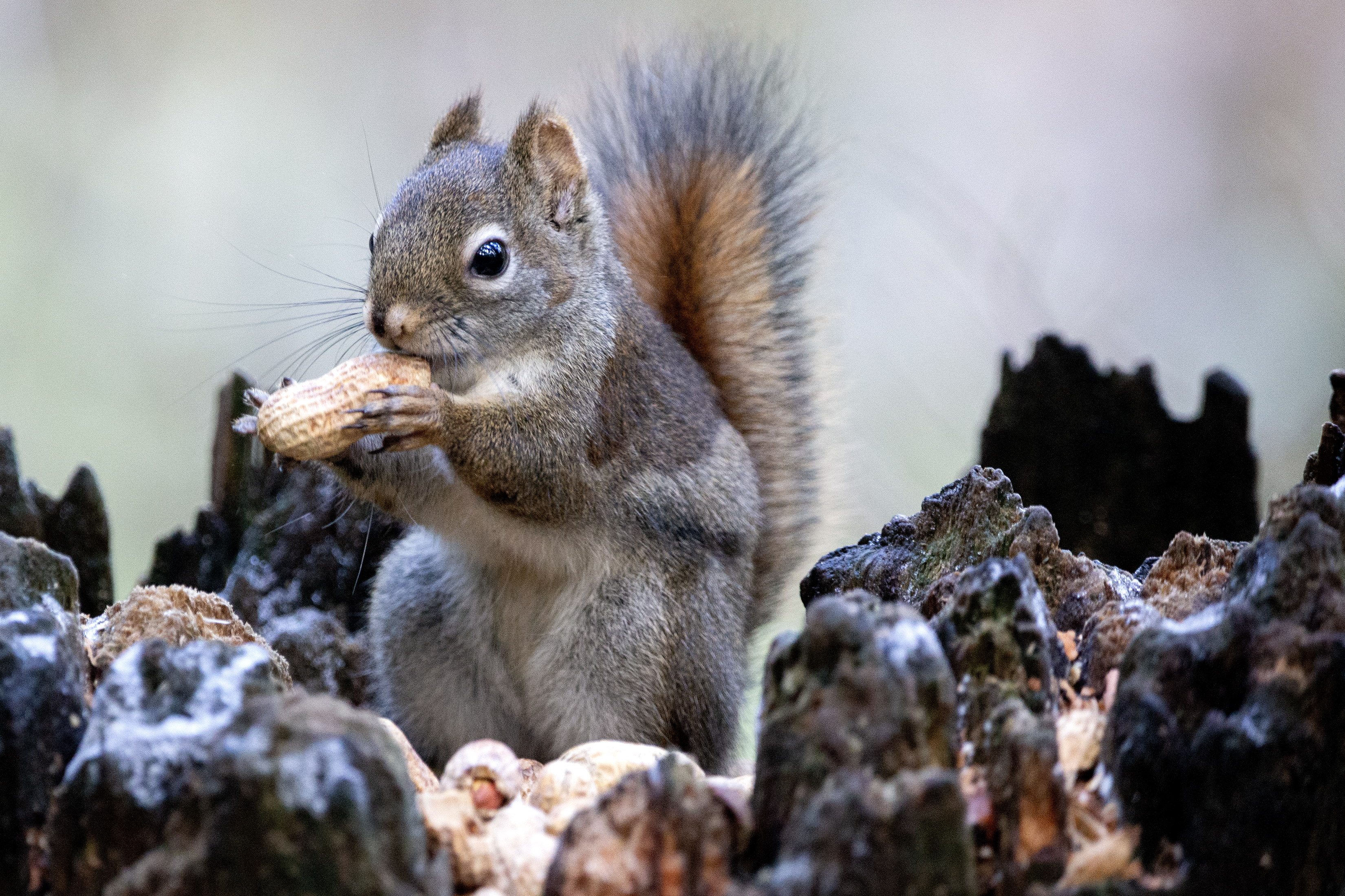 2025 03 13 Squirrel 1