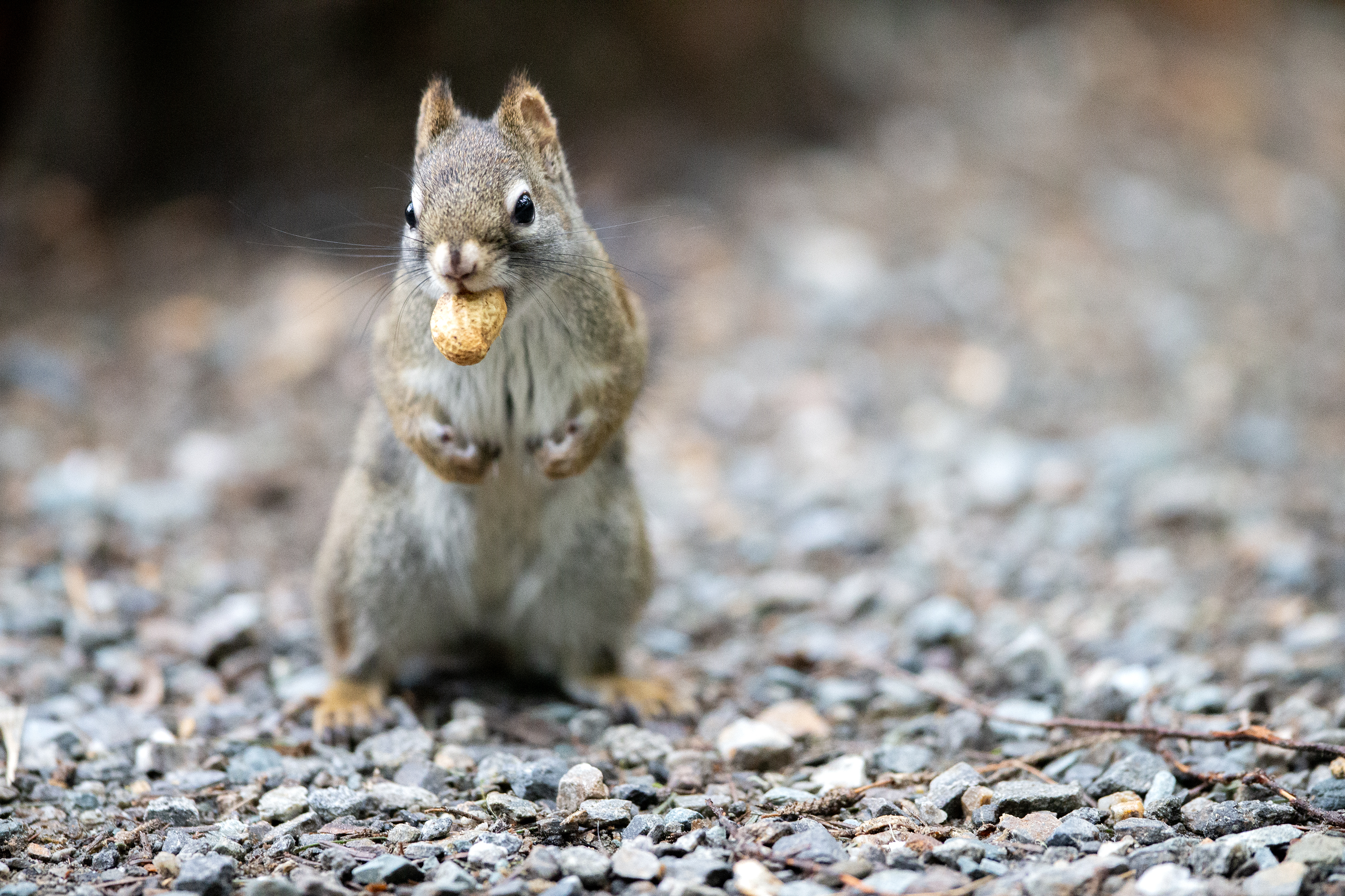 2025 03 13 Squirrel 3