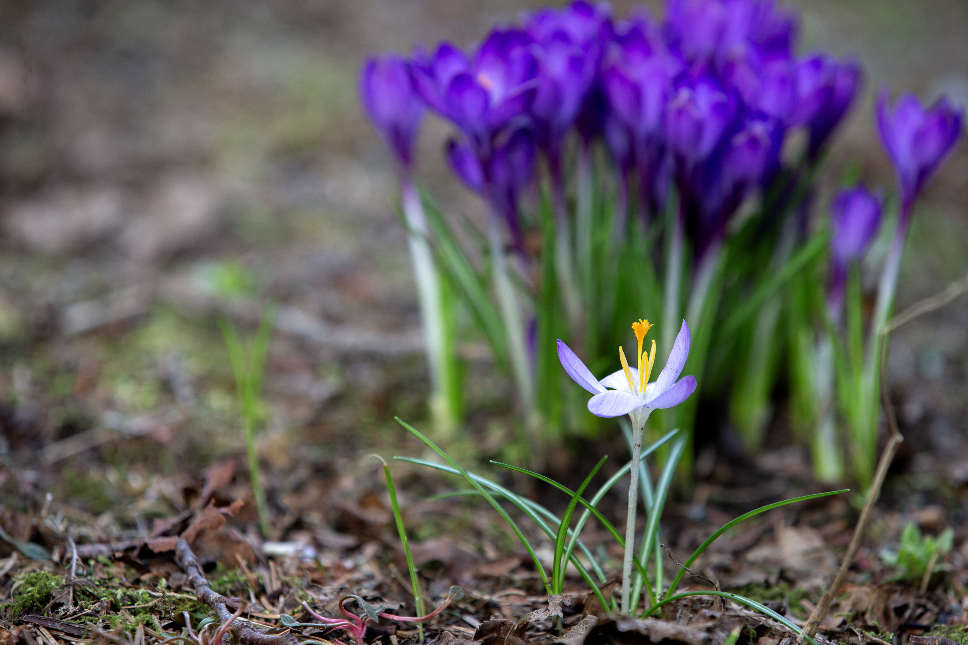 2025 03 27 Springs Flowers 2