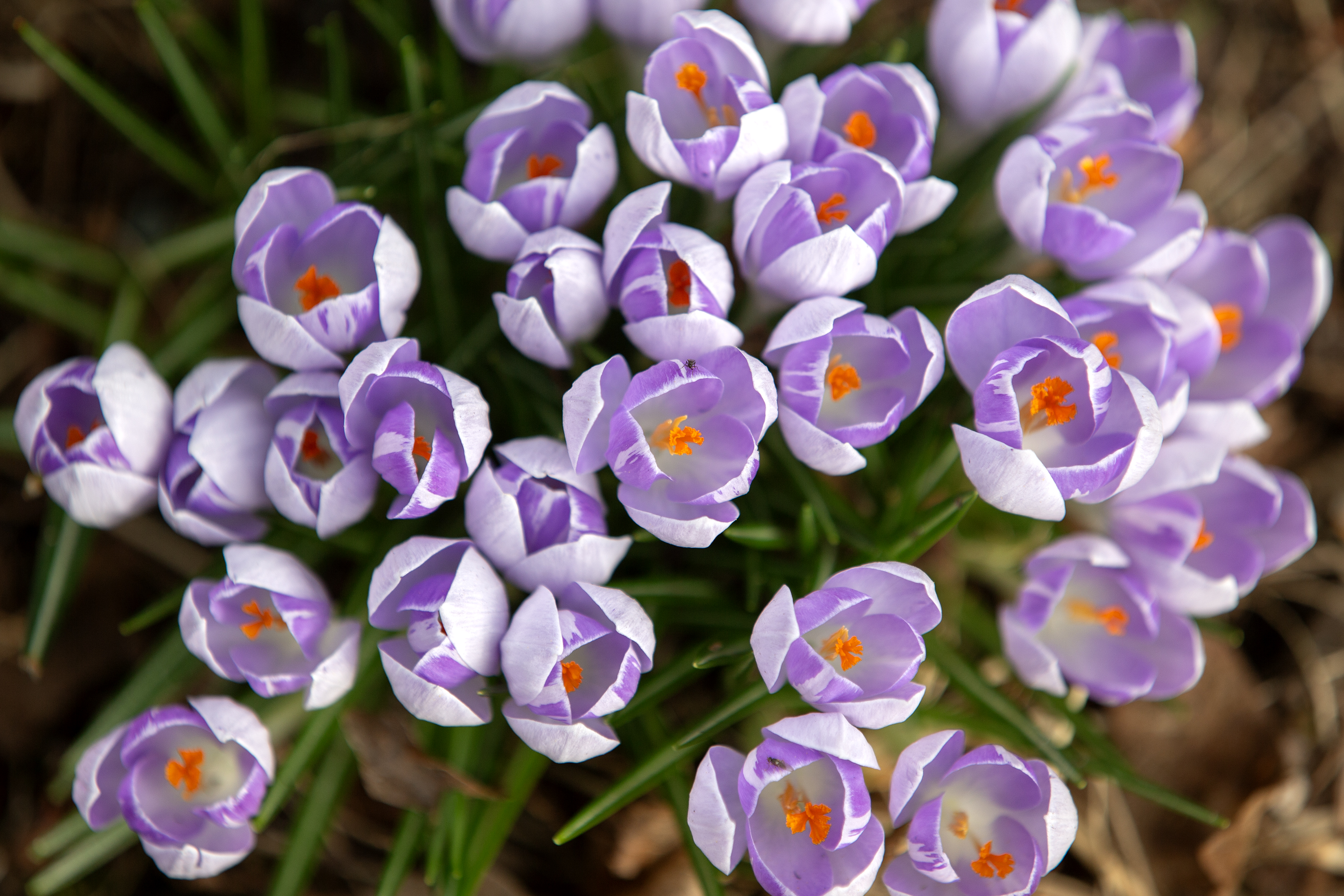 2025 03 27 Springs Flowers 3