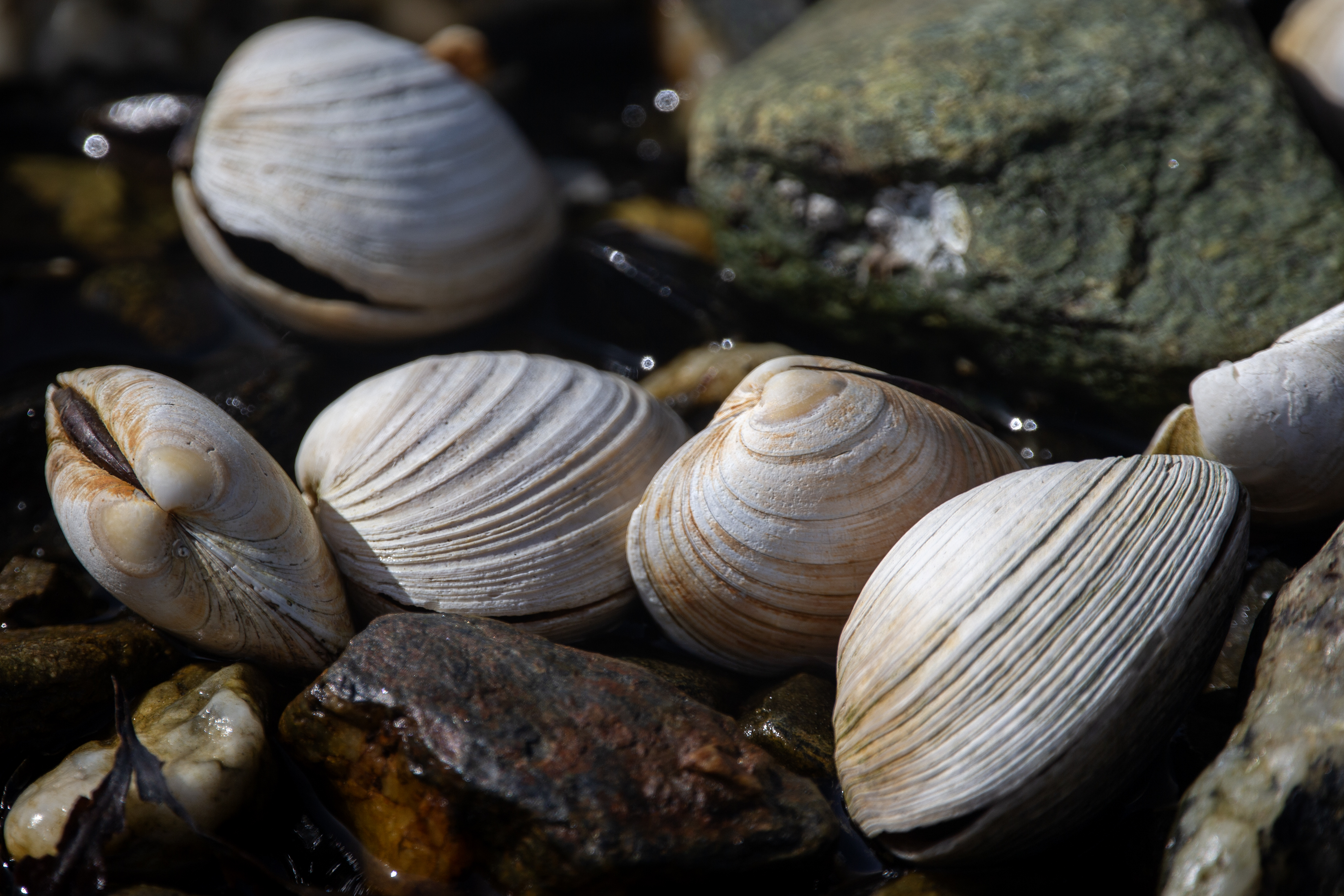 2025 04 03 Shells