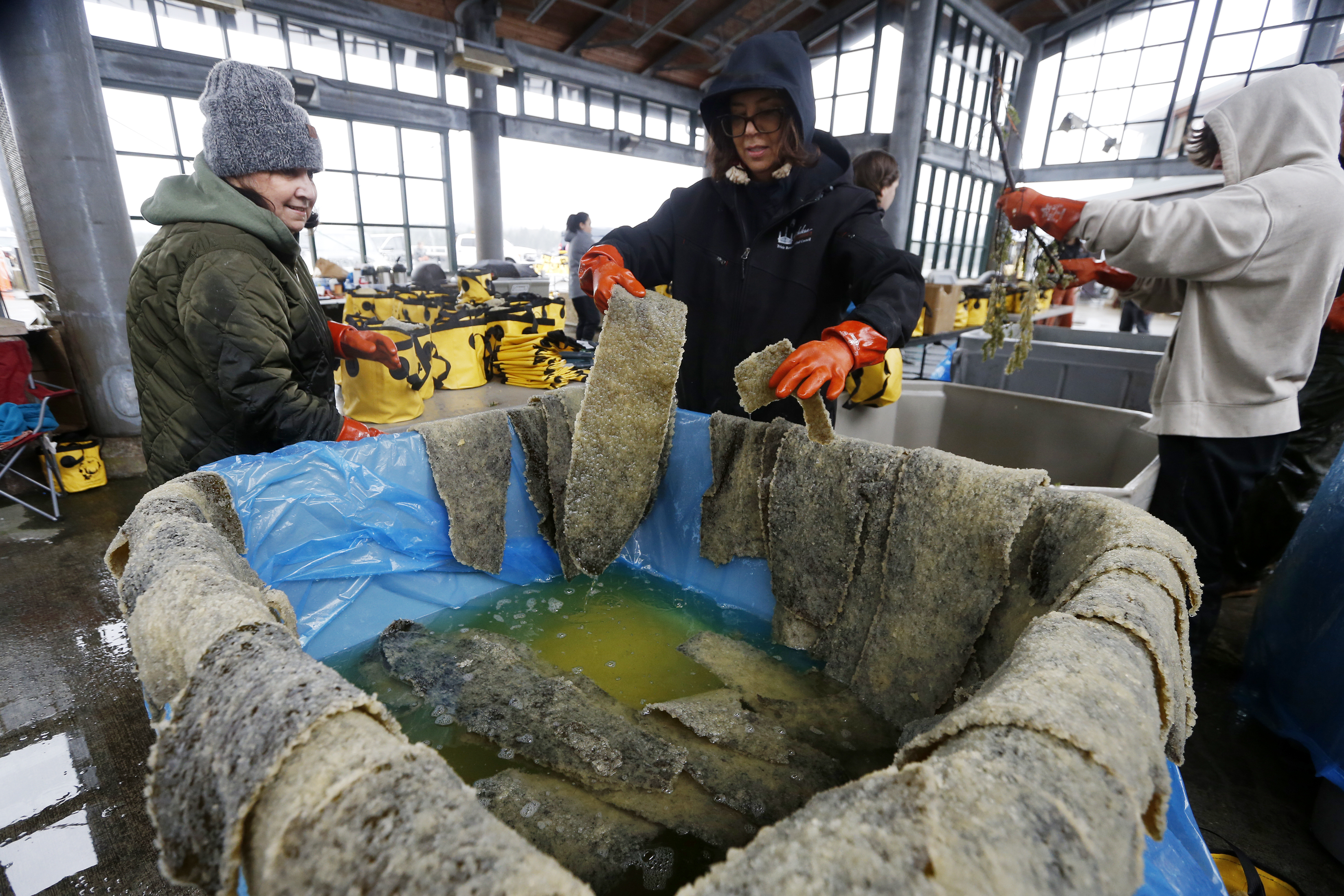 2025 04 08 Herring Eggs 1