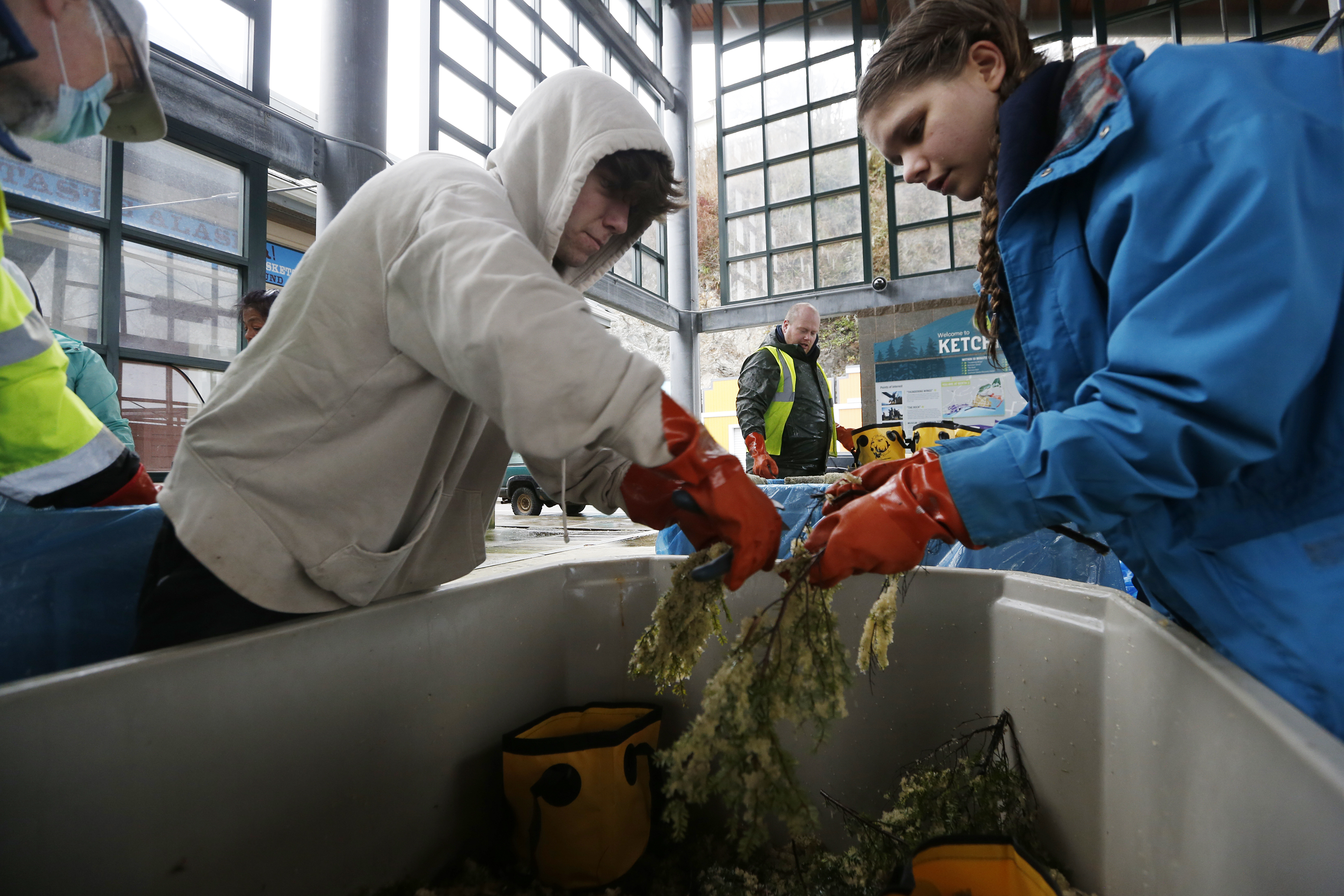 2025 04 08 Herring Eggs 2