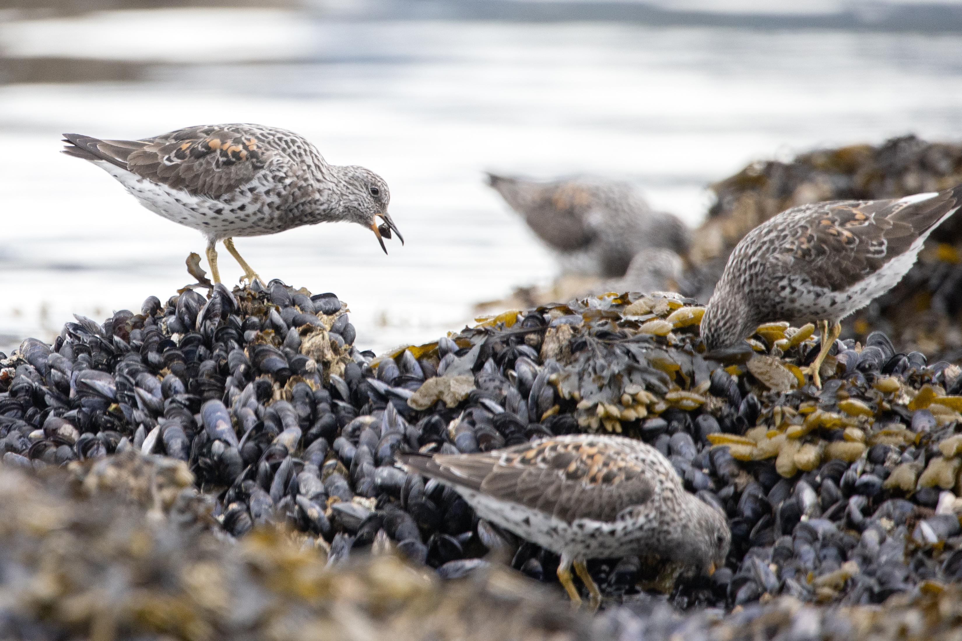 2025 04 17 Surfbirds 1