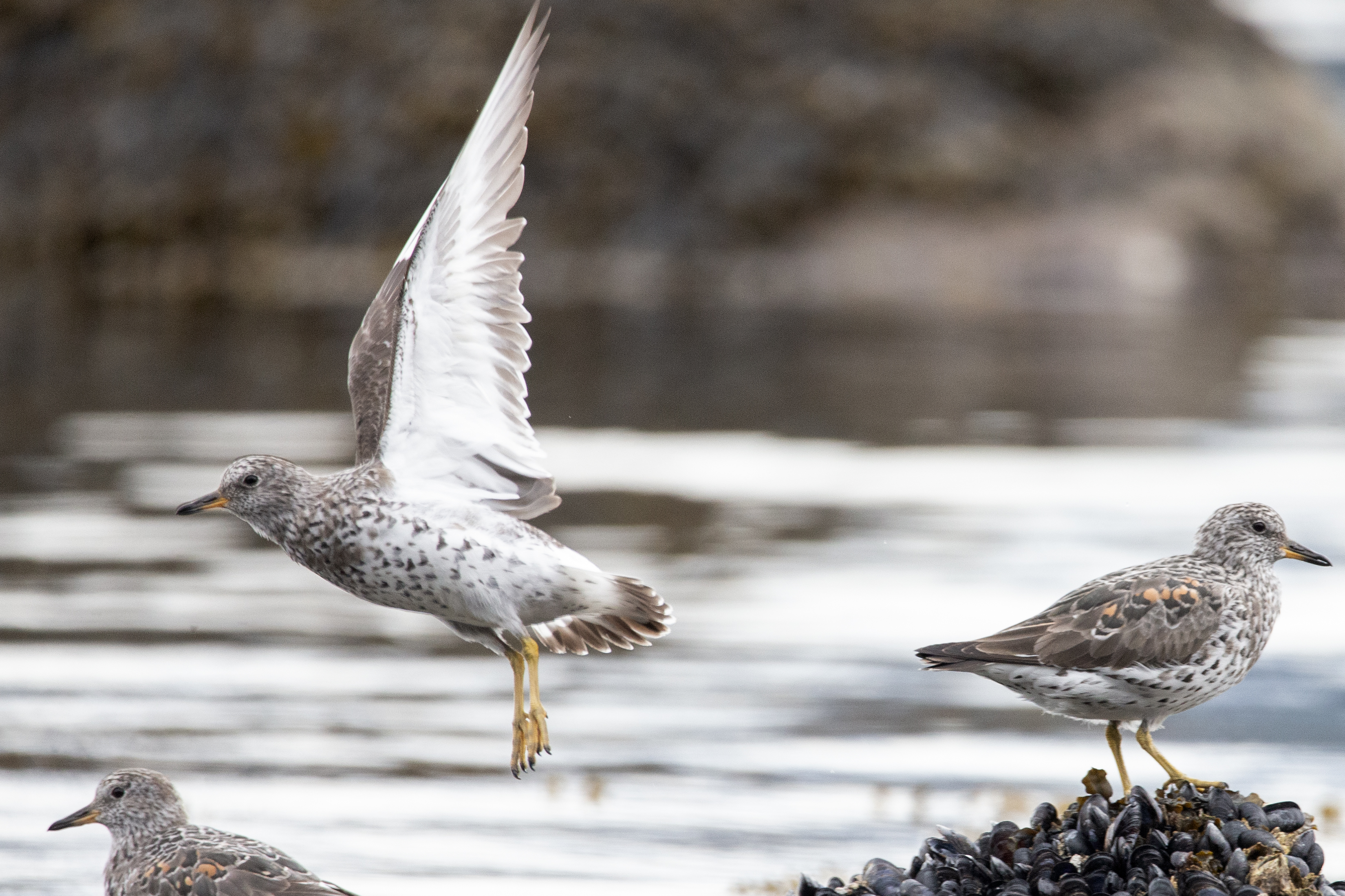 2025 04 17 Surfbirds 2