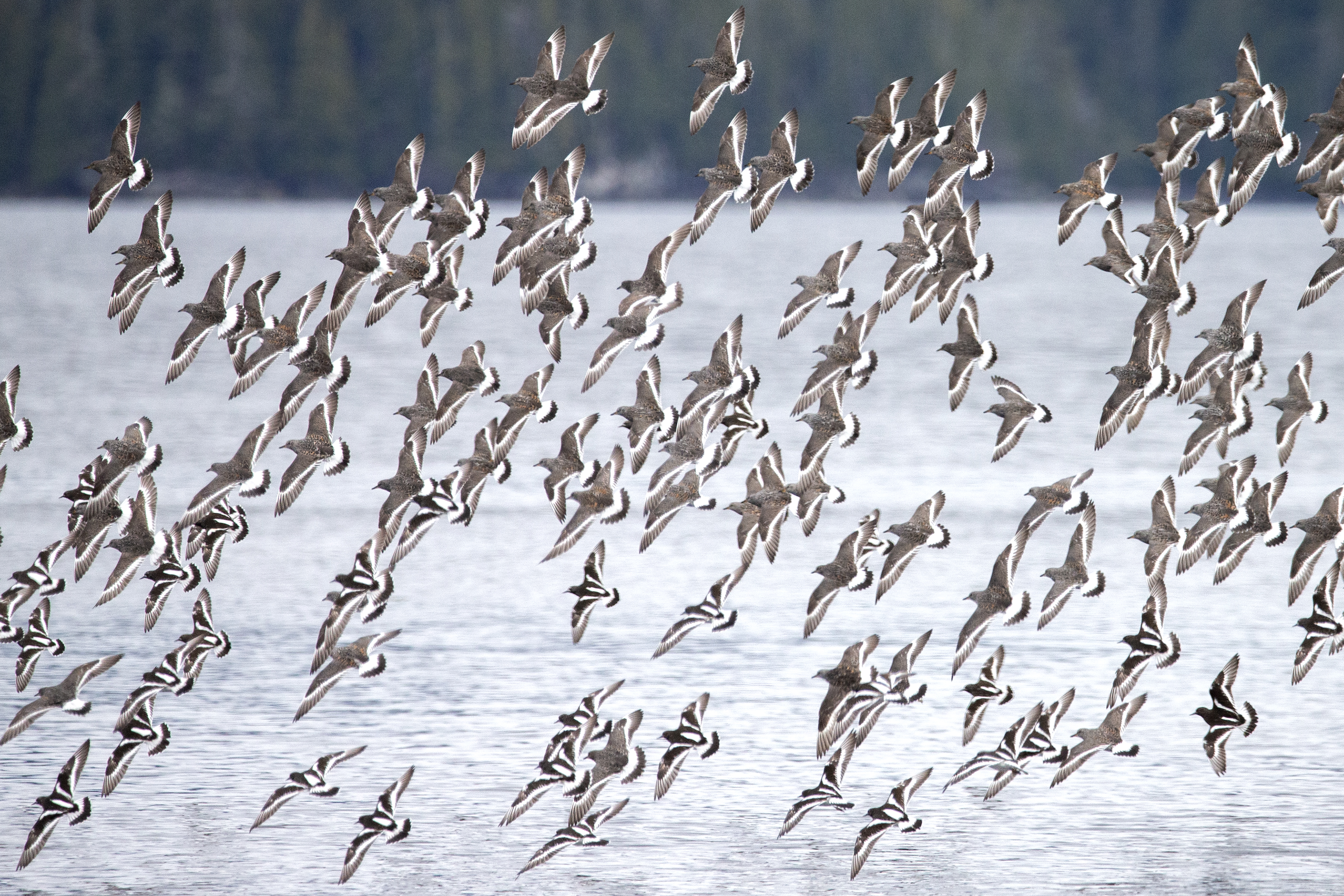 2025 04 17 Surfbirds 3