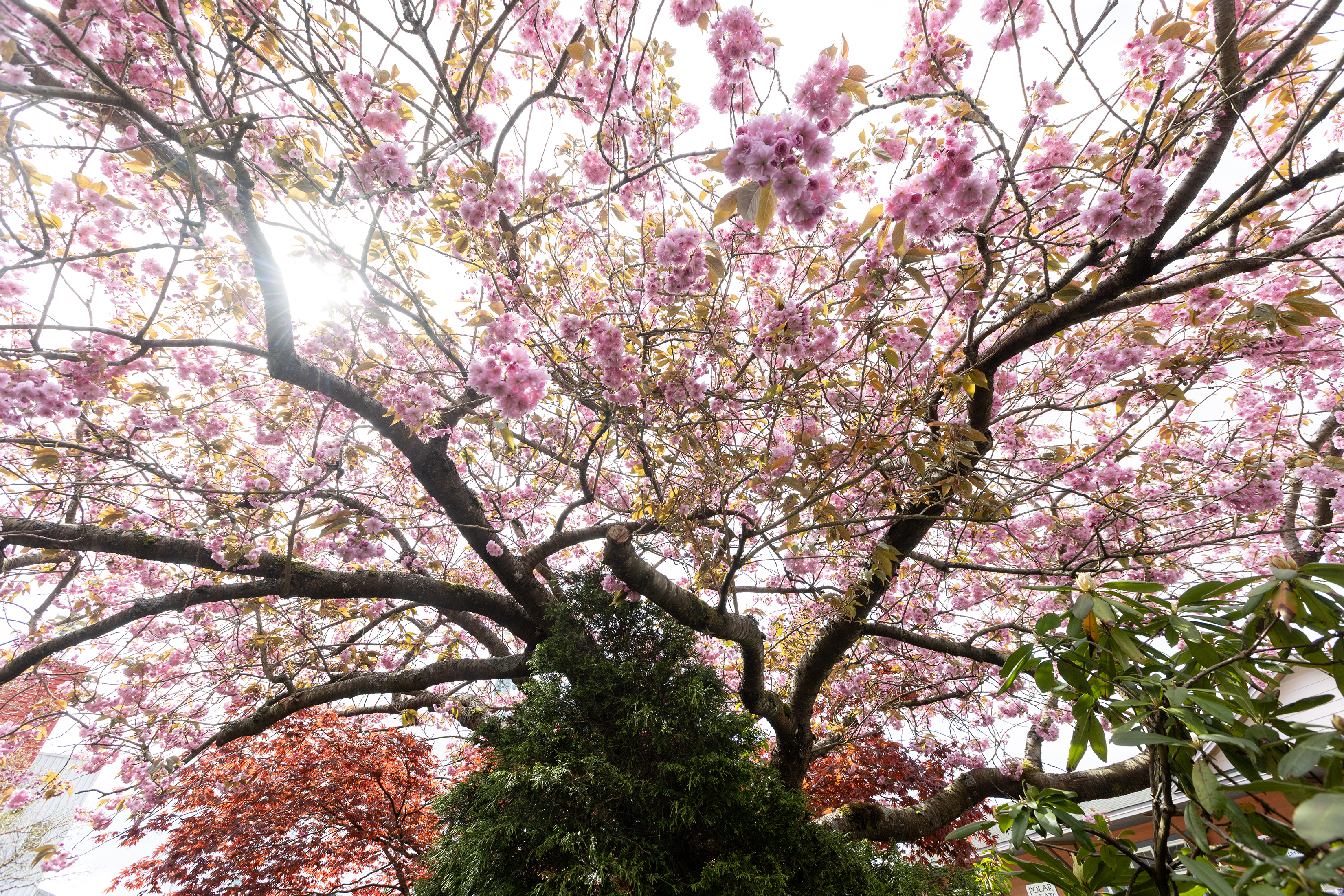 2025 05 13 Cherry Blossom Tree 1