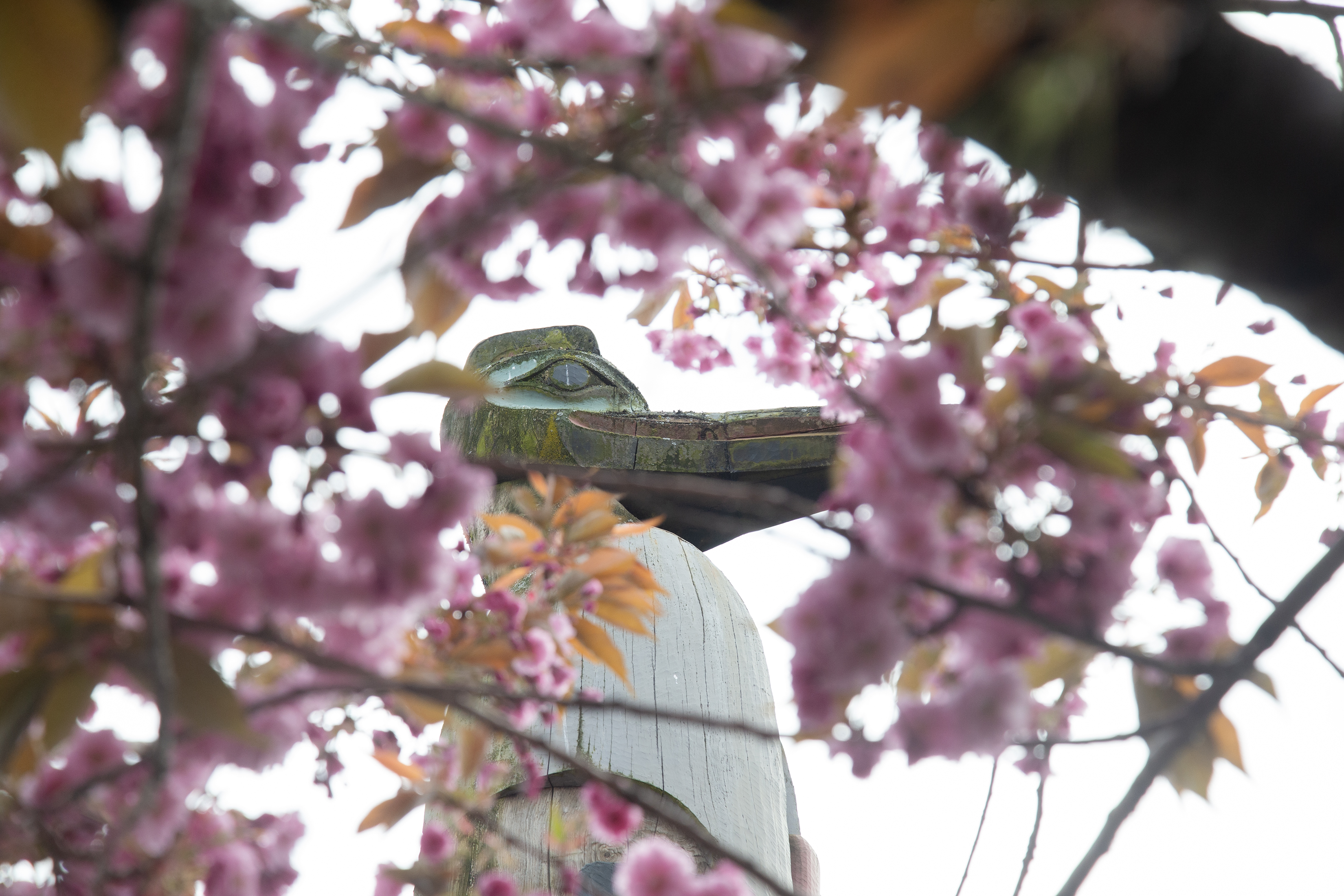 2025 05 13 Cherry Blossom Tree 2