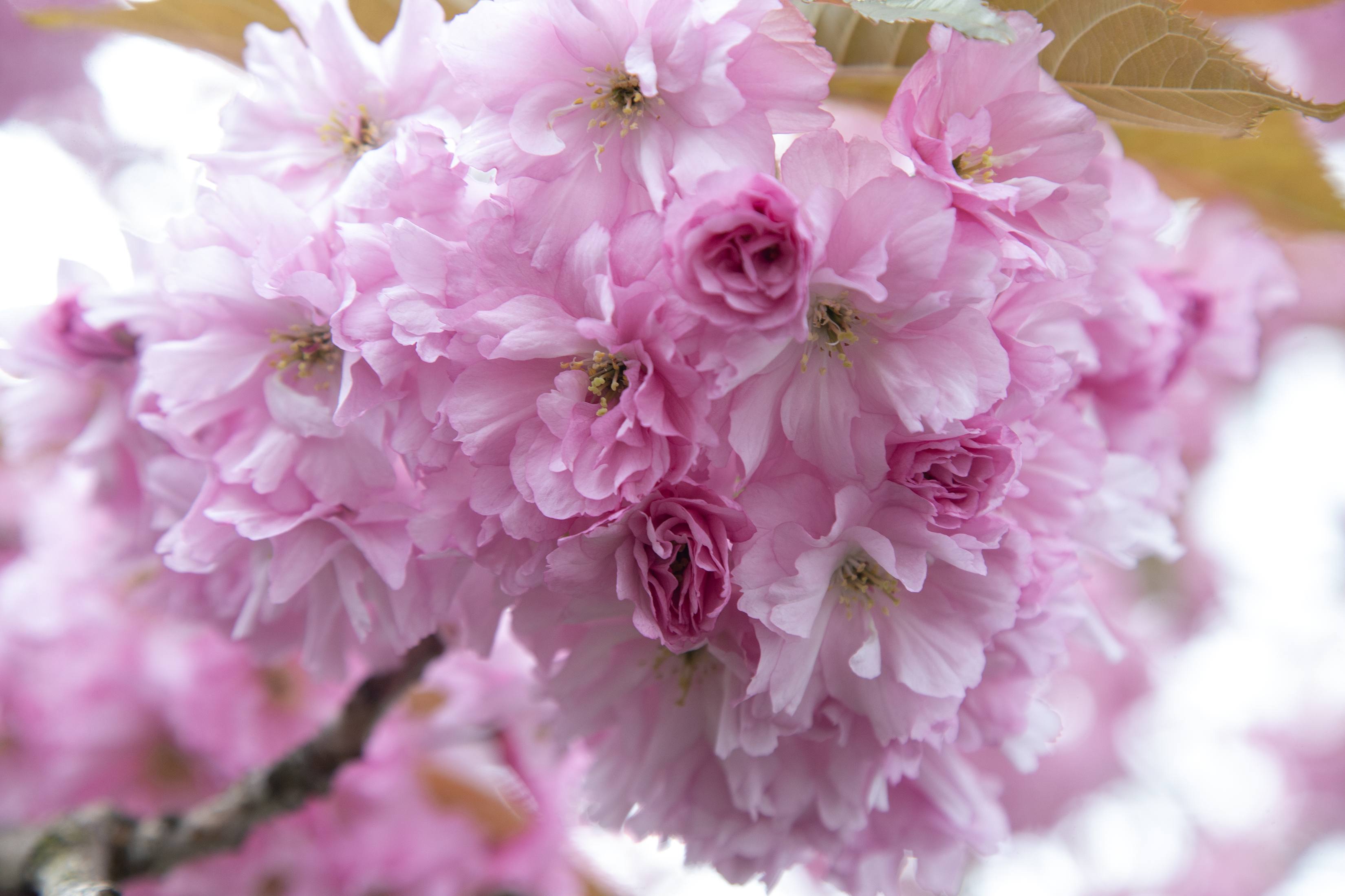 2025 05 13 Cherry Blossom Tree 3
