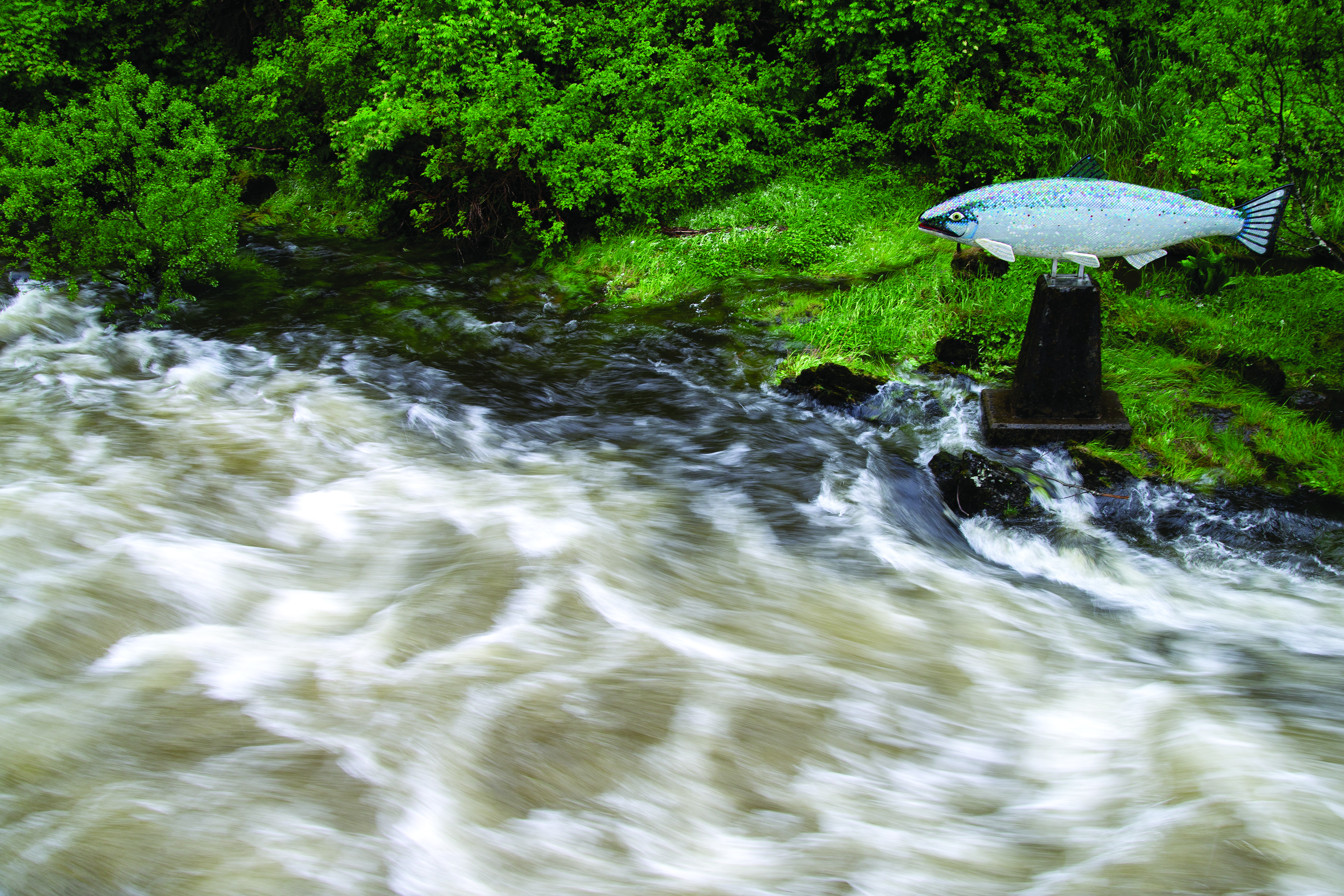 2025 05 28 Ketchikan Creek 1