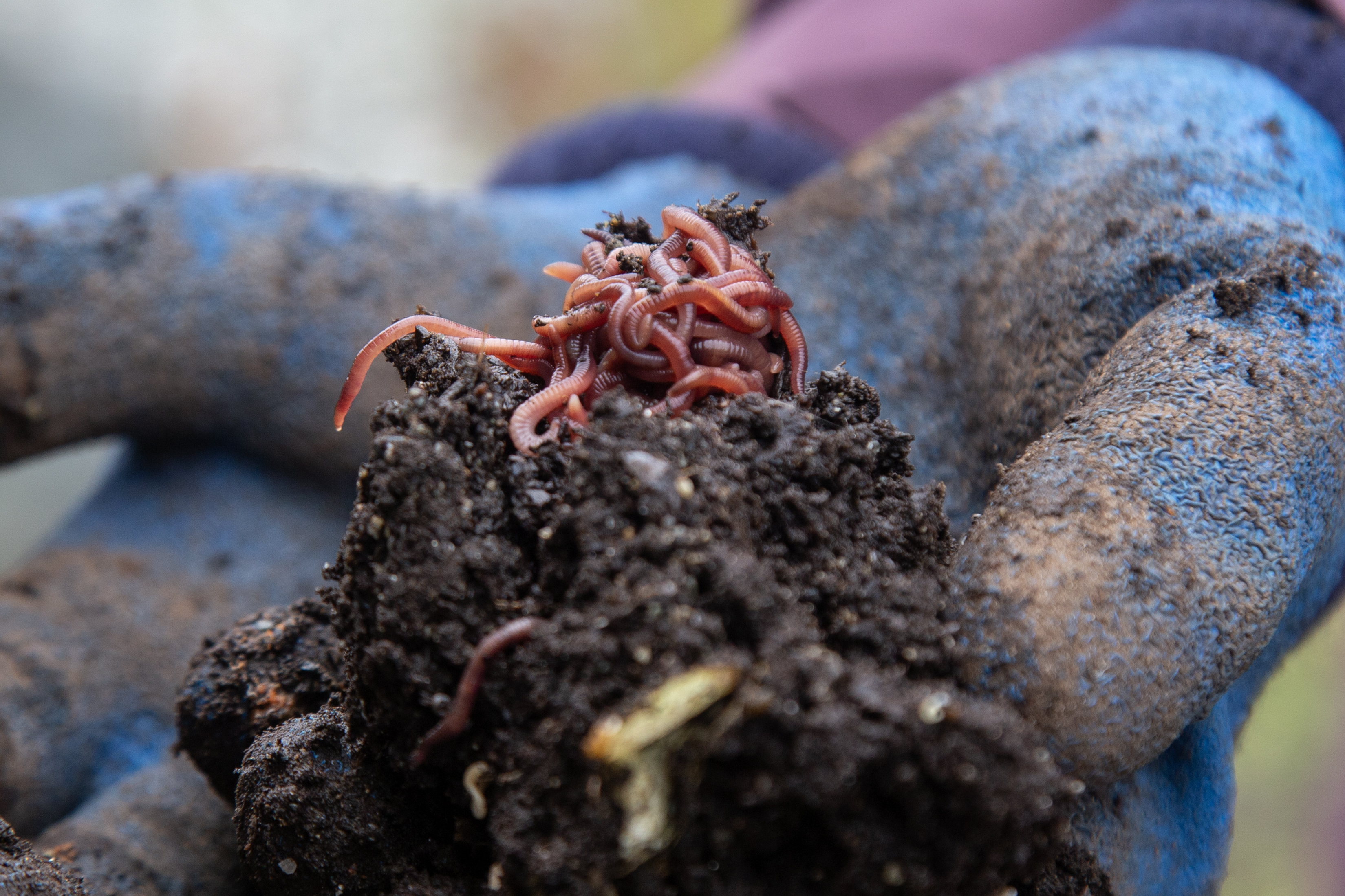2025 06 02 Worm Feeding 2