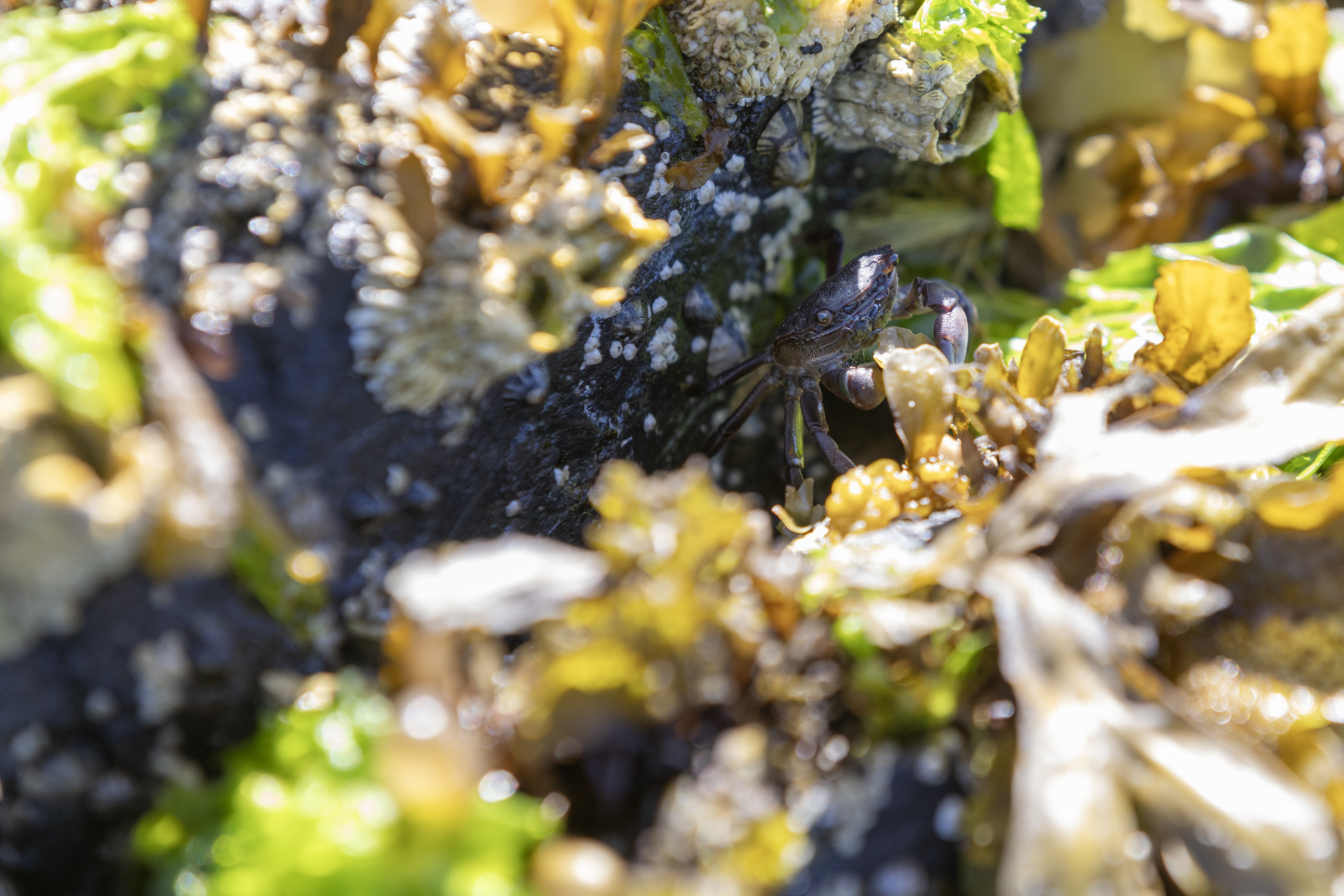 2025 07 15 Crab 1