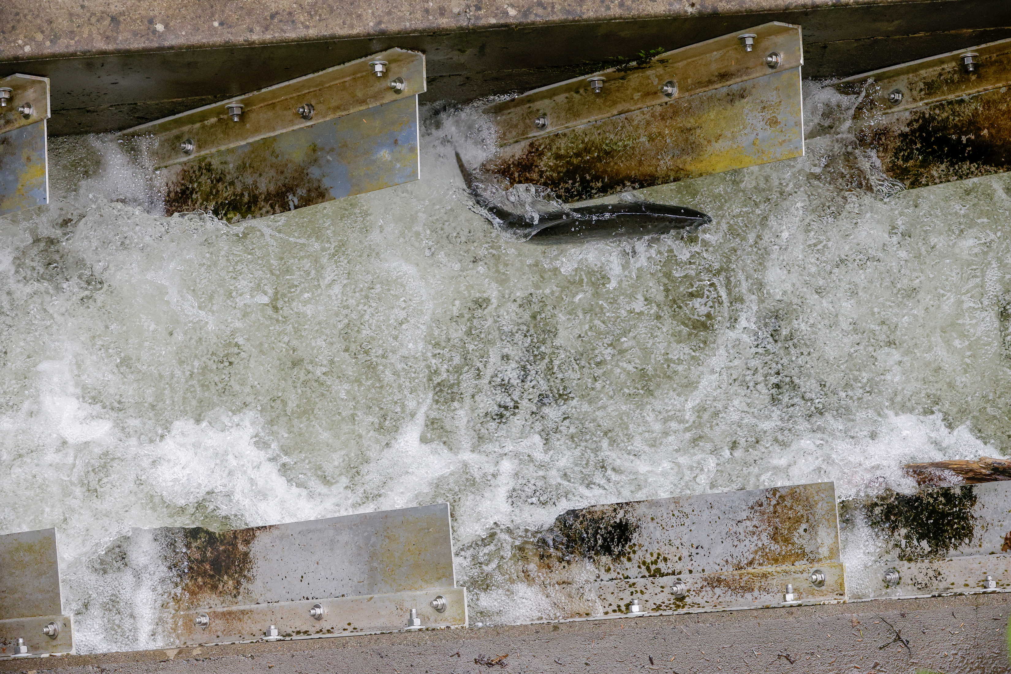 2025 07 24 Salmon Ladder 2