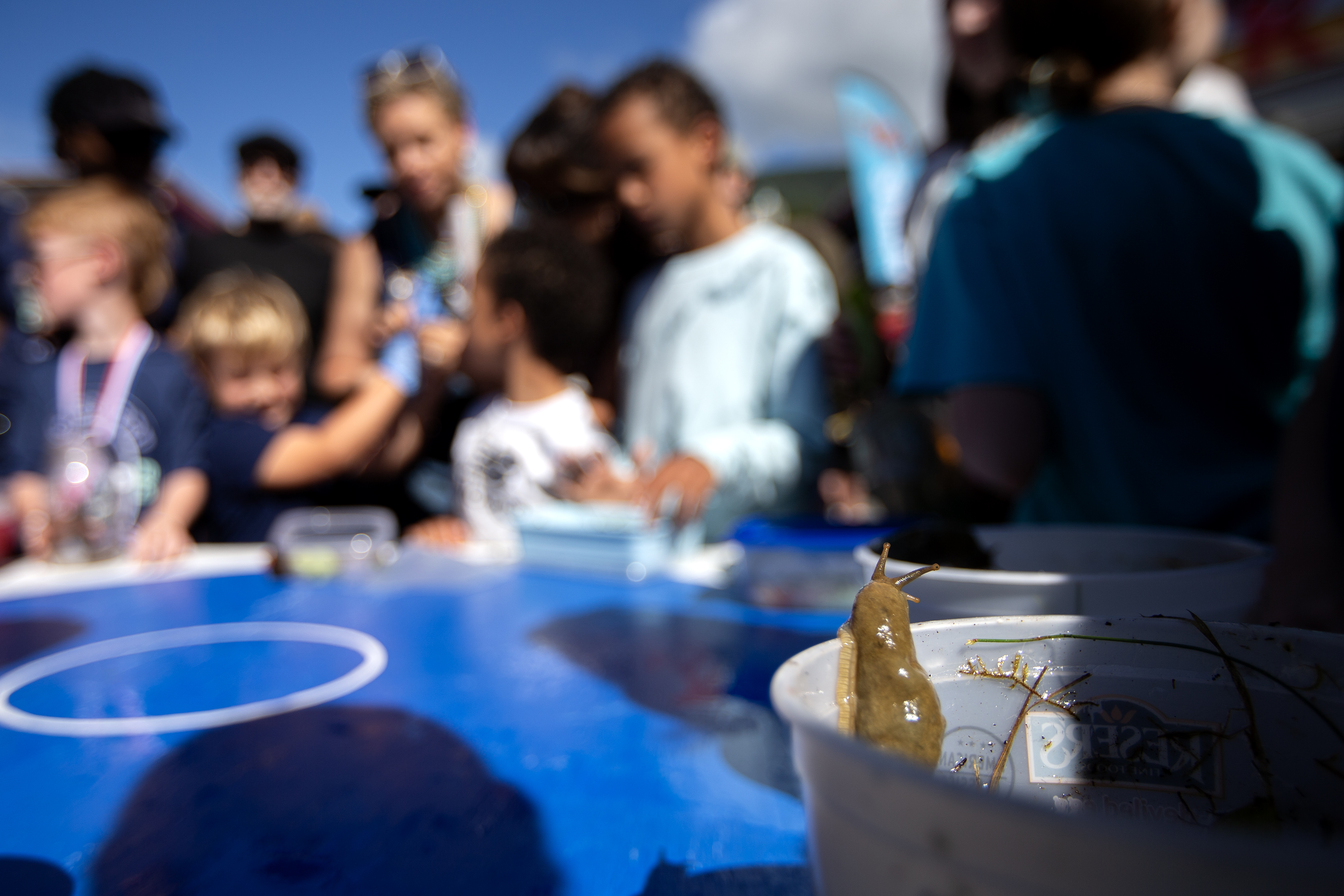 2025 08 02 Blueberry Fest 5