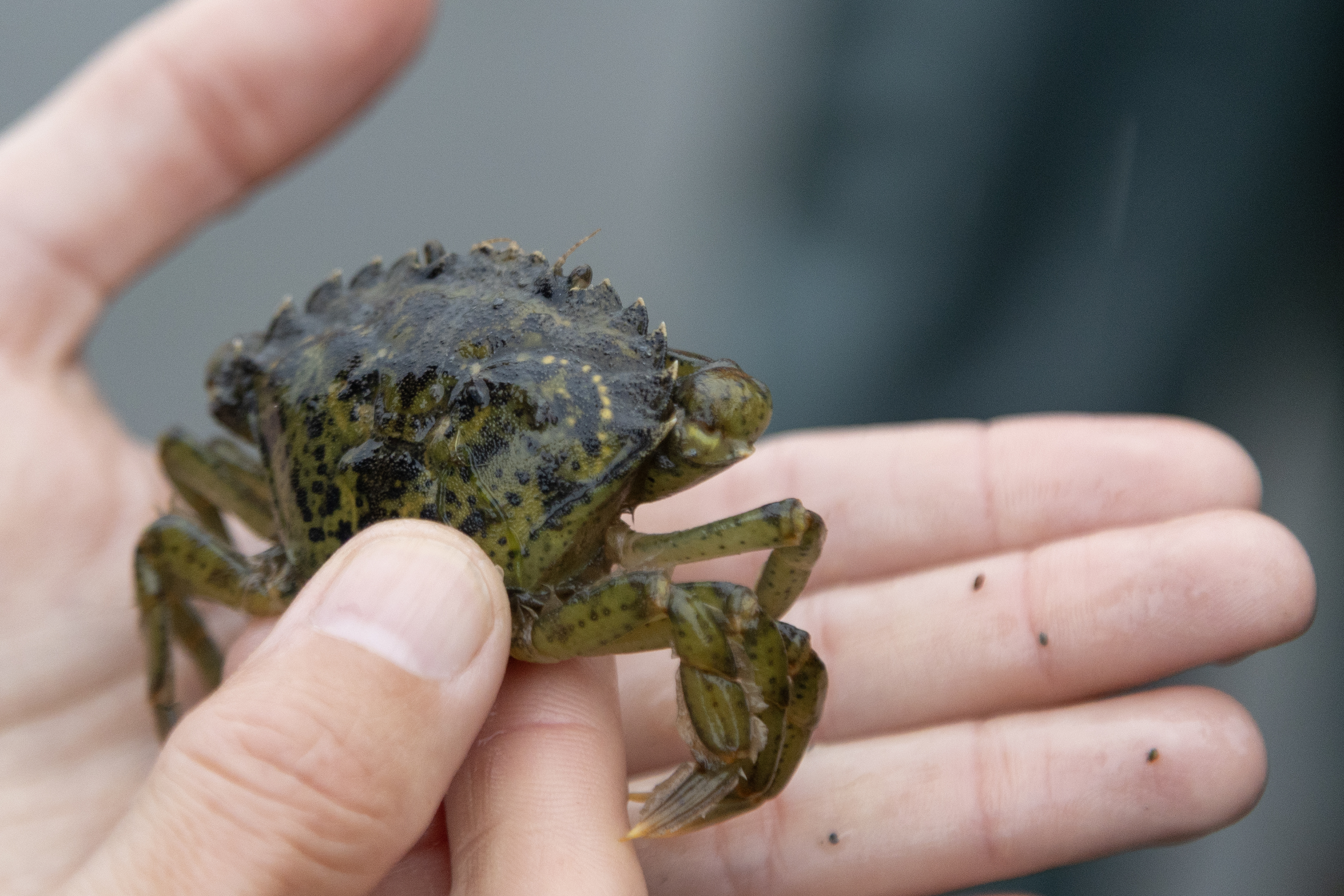2025 08 09 NOSB European Green Crab 2