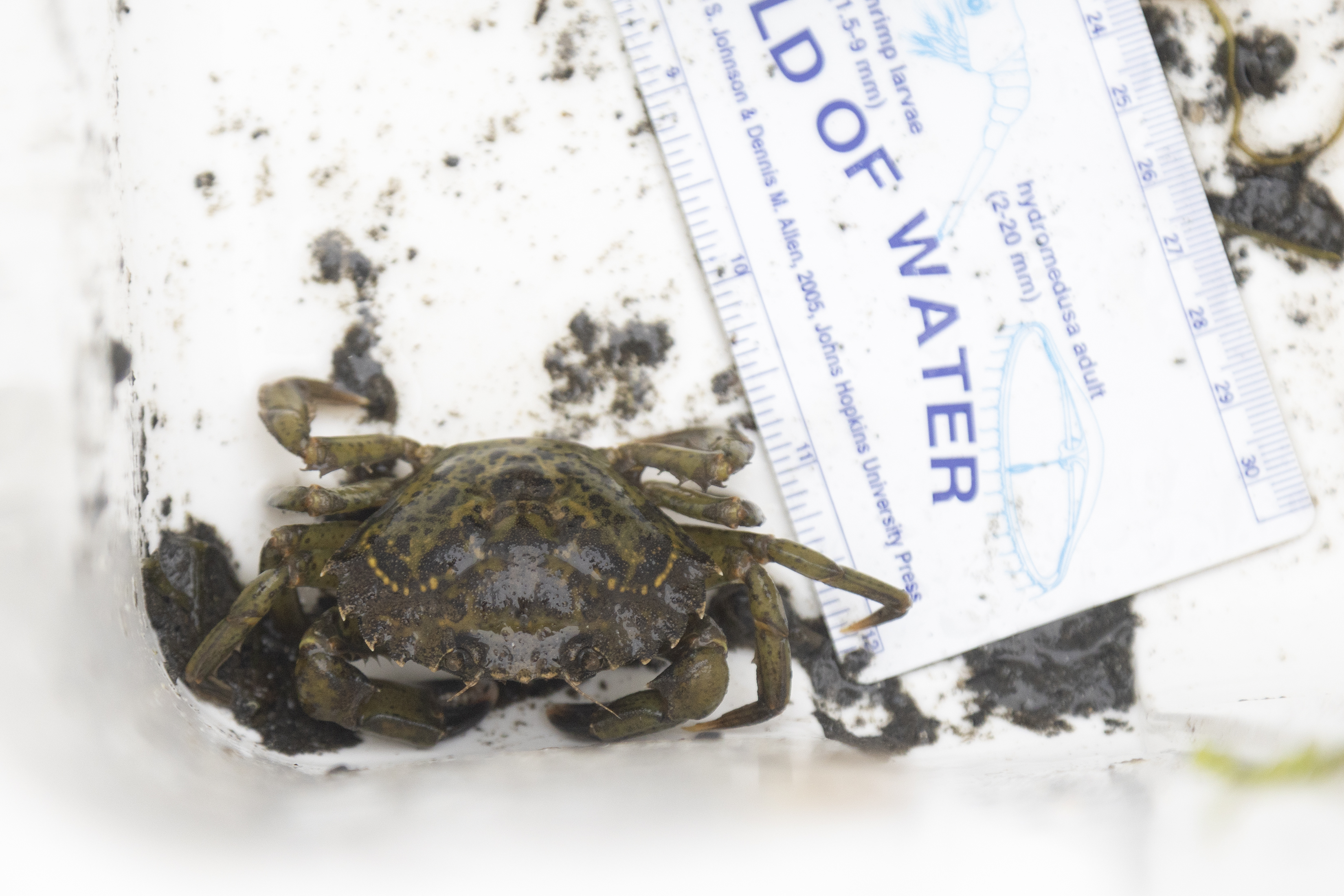 2025 08 09 NOSB European Green Crab 4