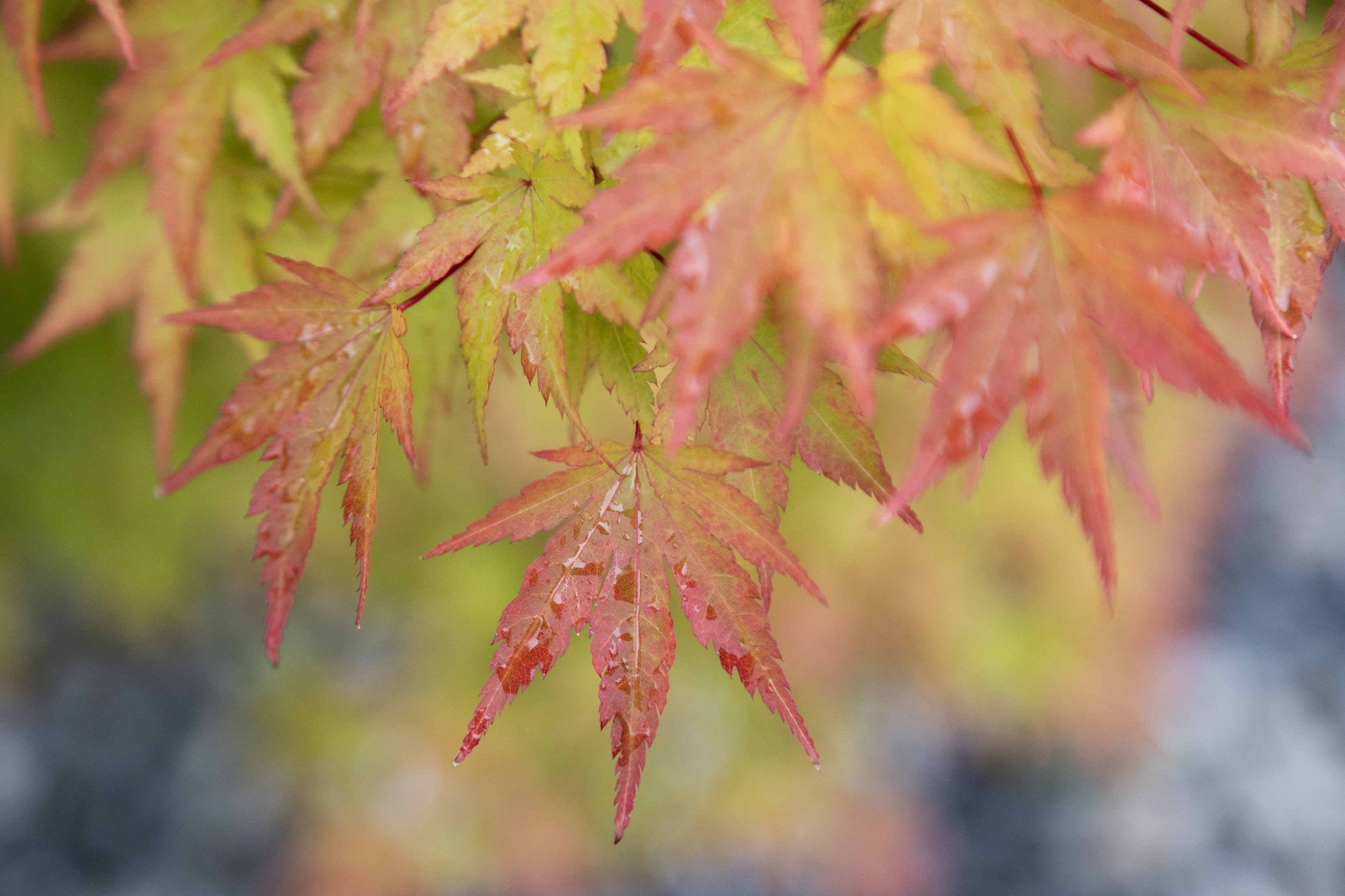2025 09 25 Autumn Leaves 1