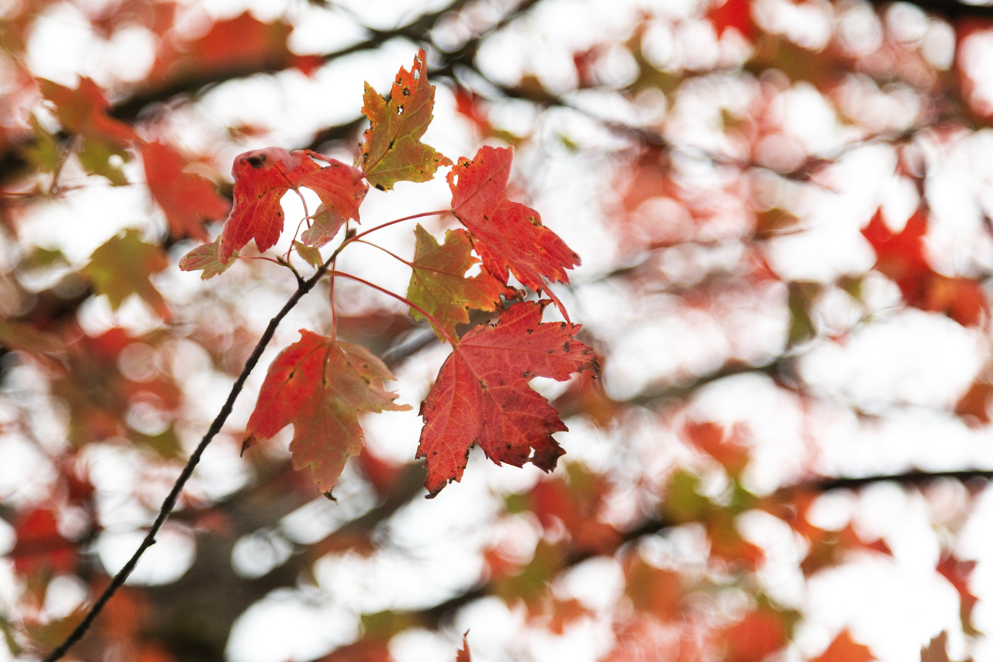 2025 09 25 Autumn Leaves 2