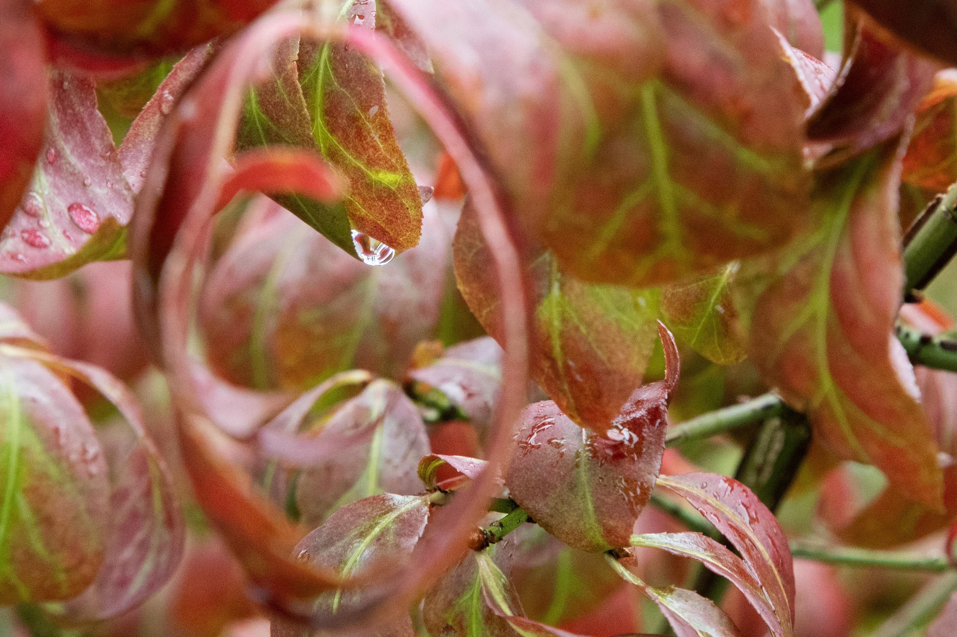 2025 09 25 Autumn Leaves 3