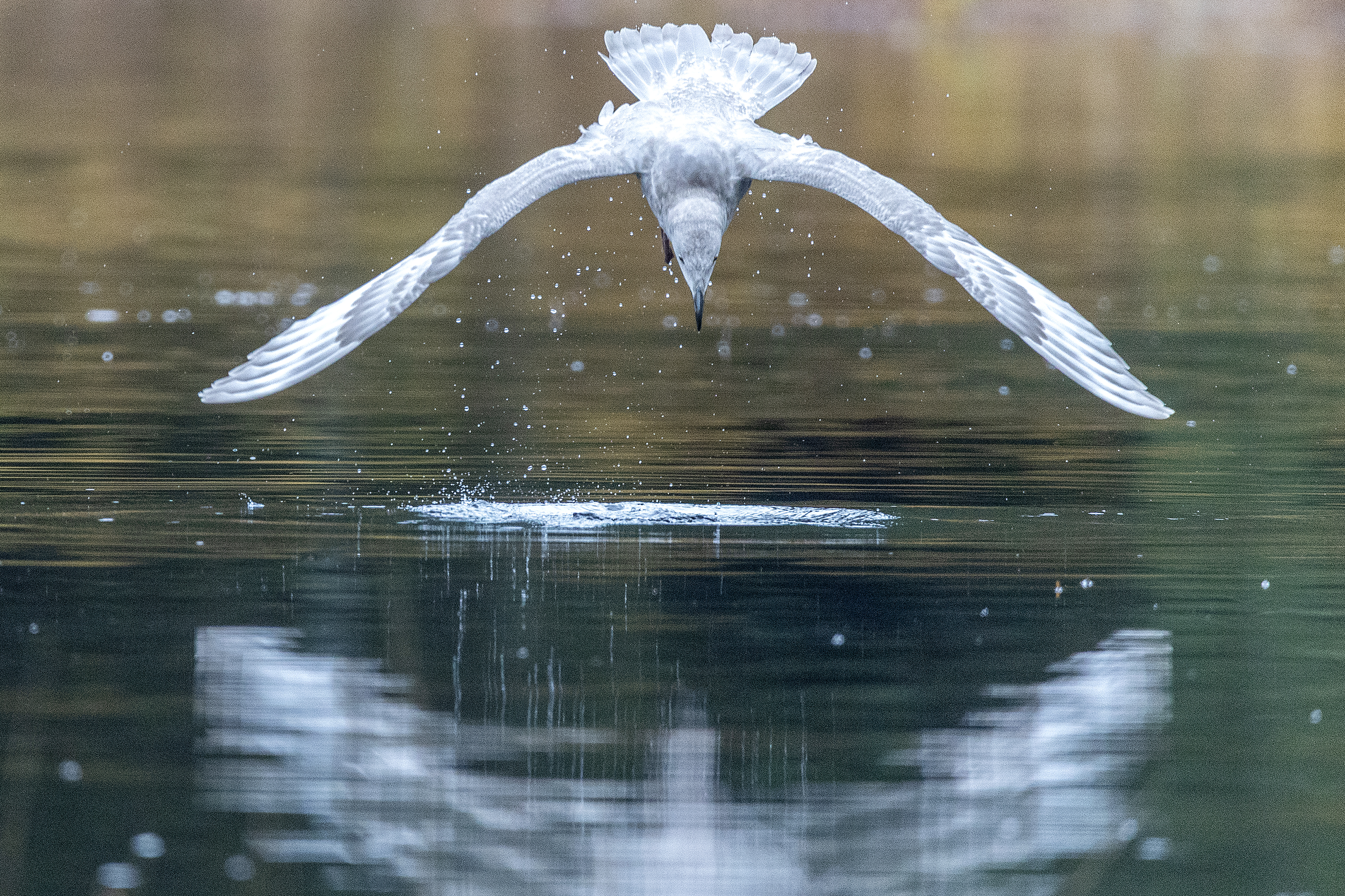 2025 10 21 Diving Seagull 1