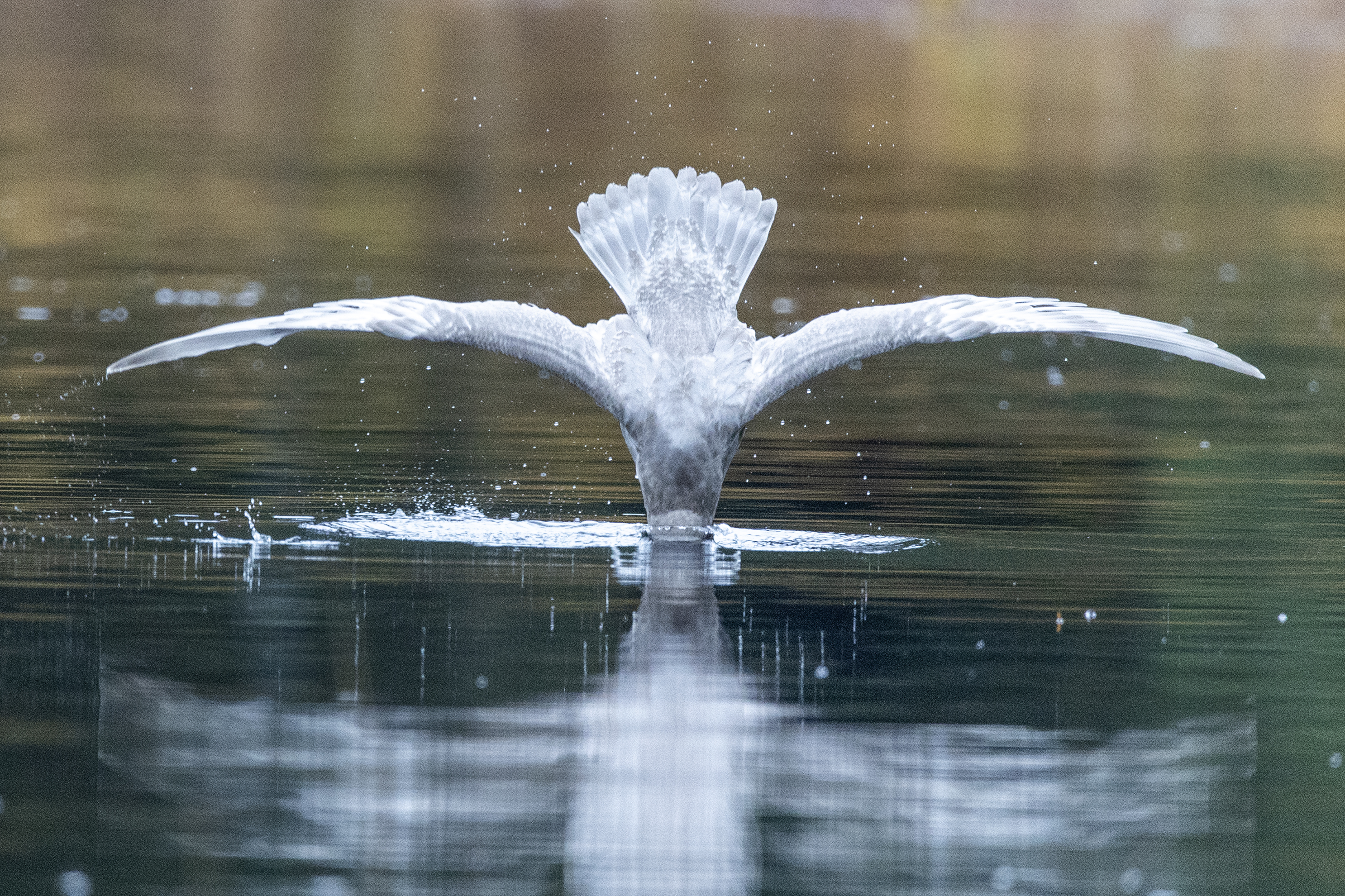2025 10 21 Diving Seagull 2