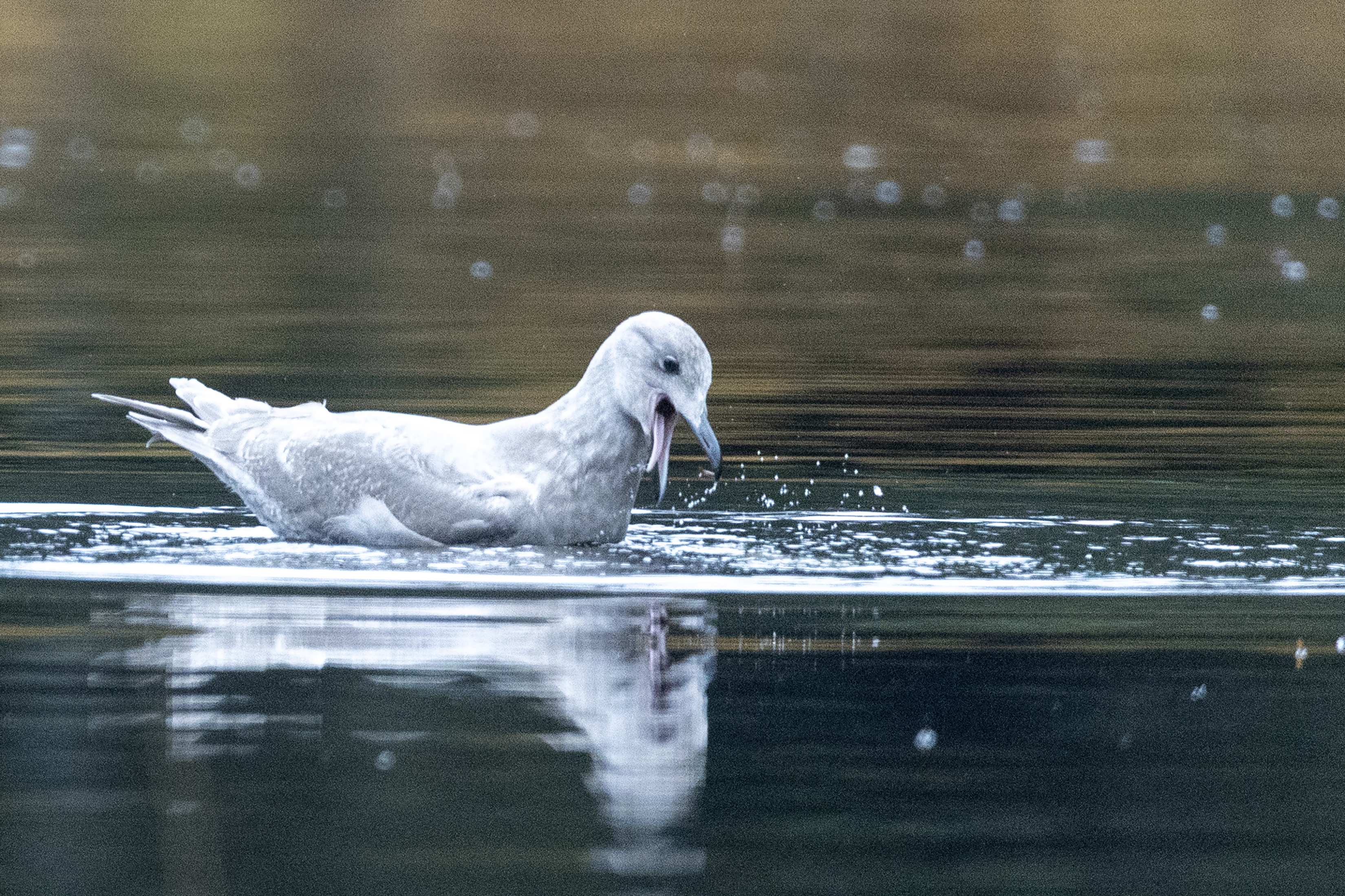 2025 10 21 Diving Seagull 3