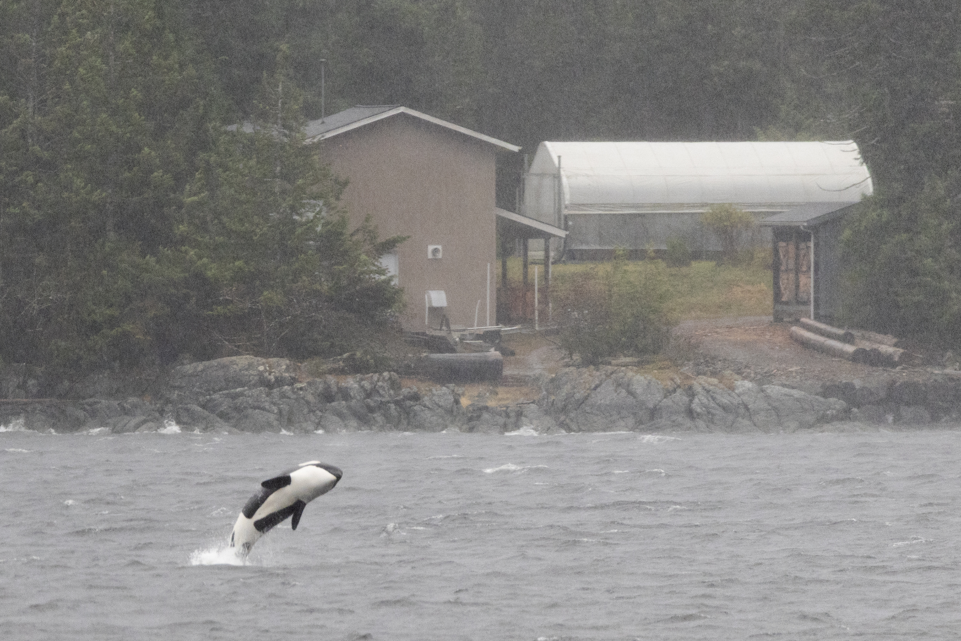 2025 10 28 Killer Whale