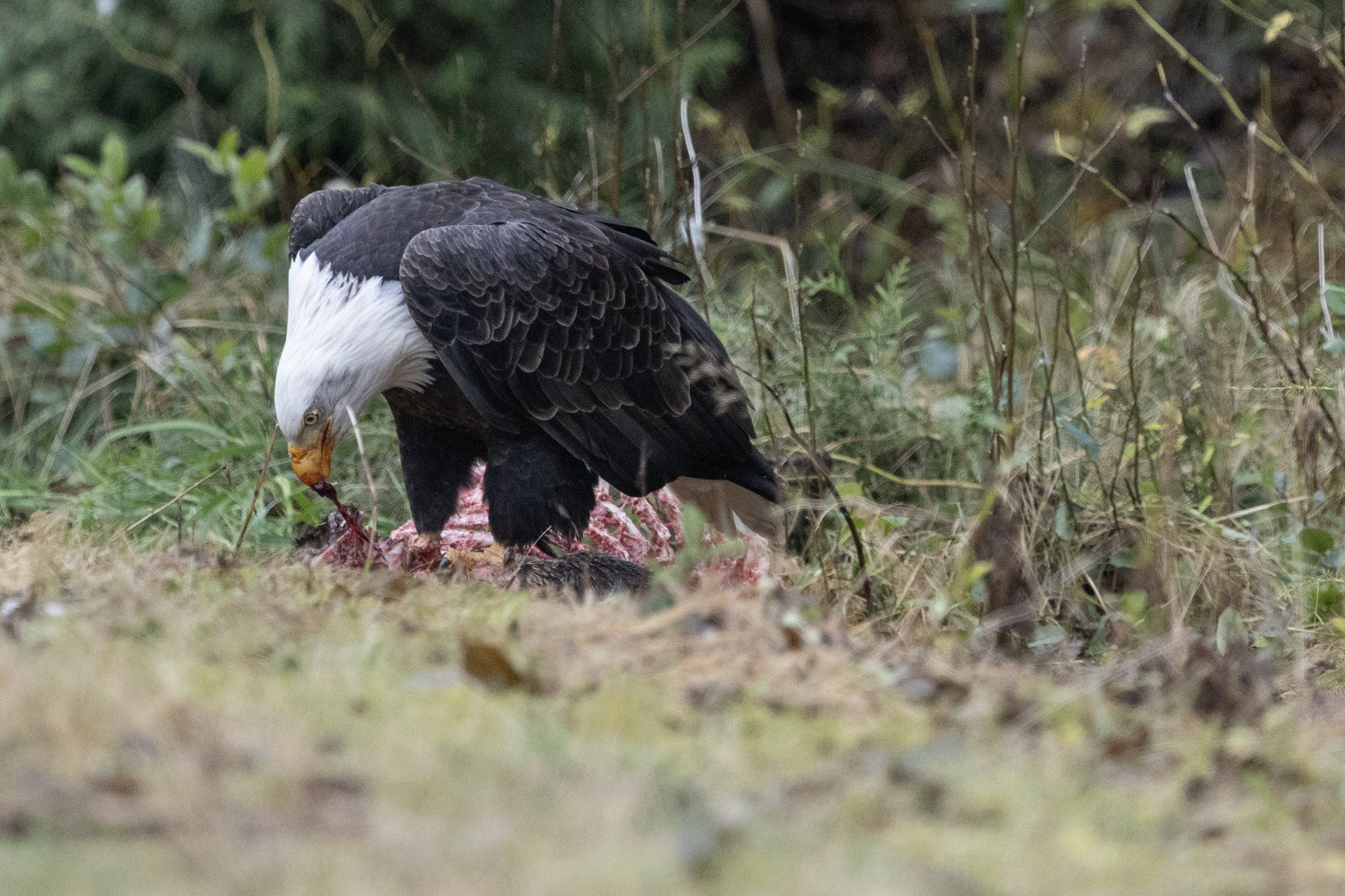2025 11 04 Eagle Deer Carcass 1