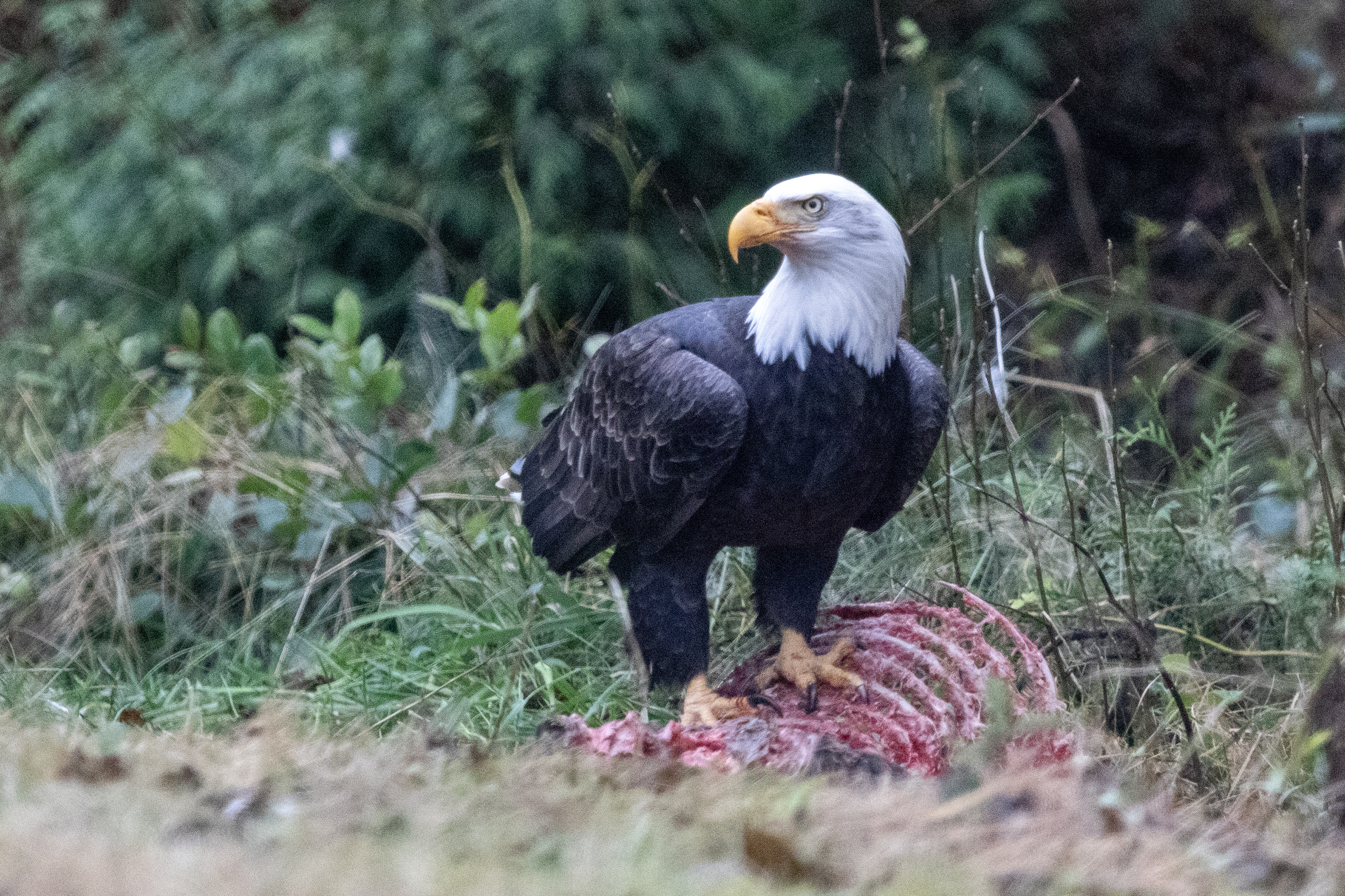 2025 11 04 Eagle Deer Carcass 3
