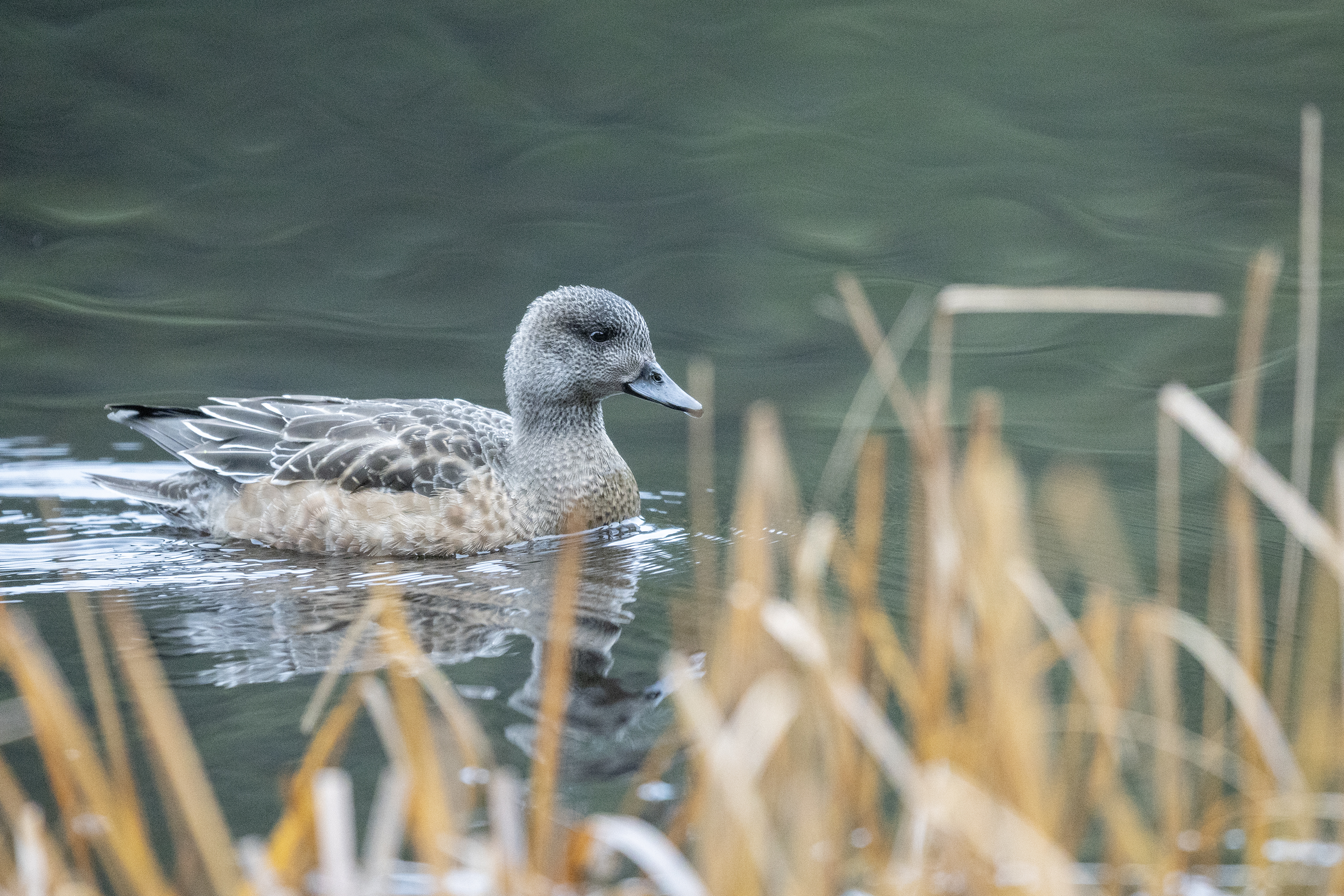 2025 11 04 Ward Lake 1