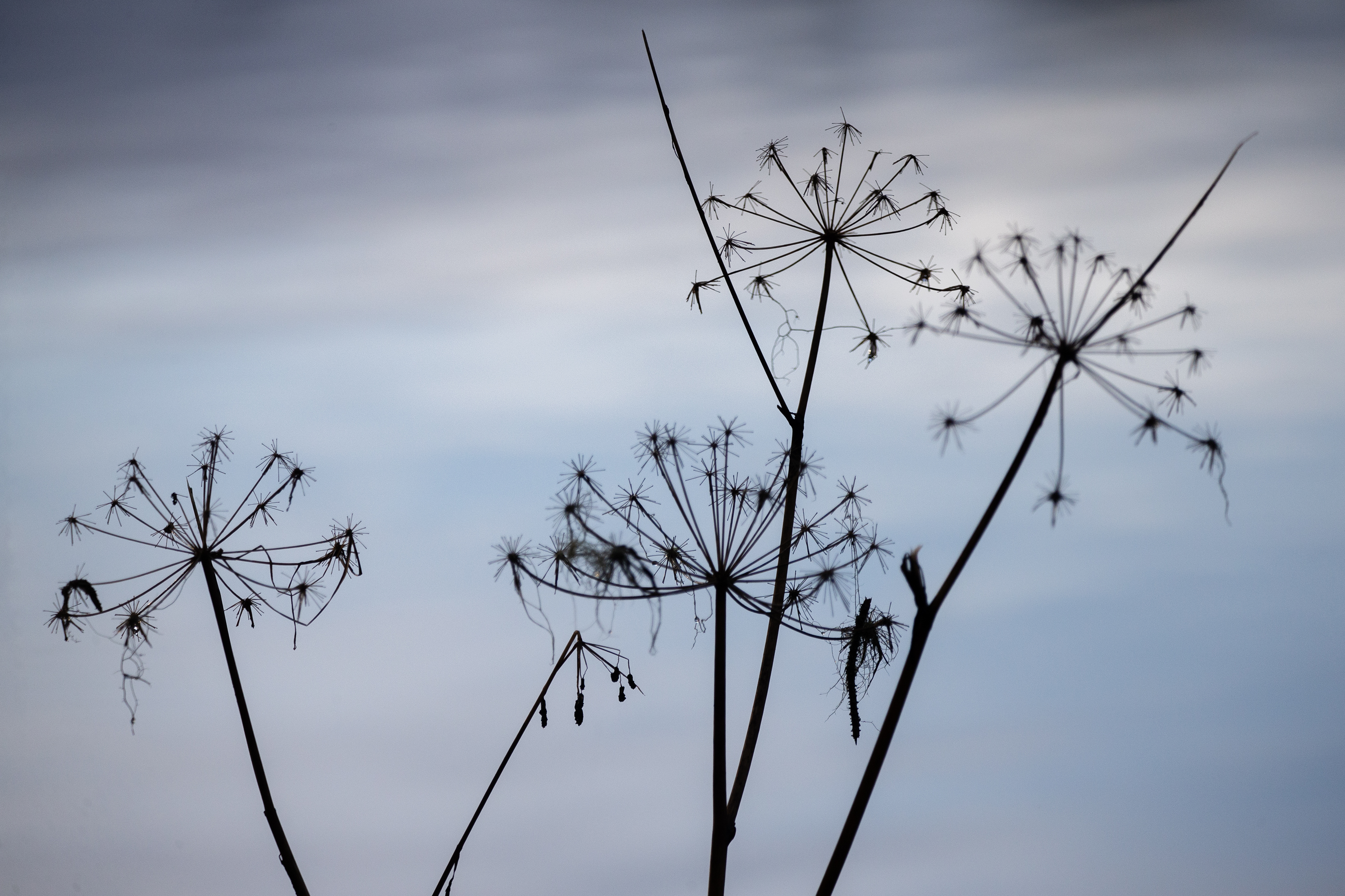 2025 11 04 Ward Lake 2