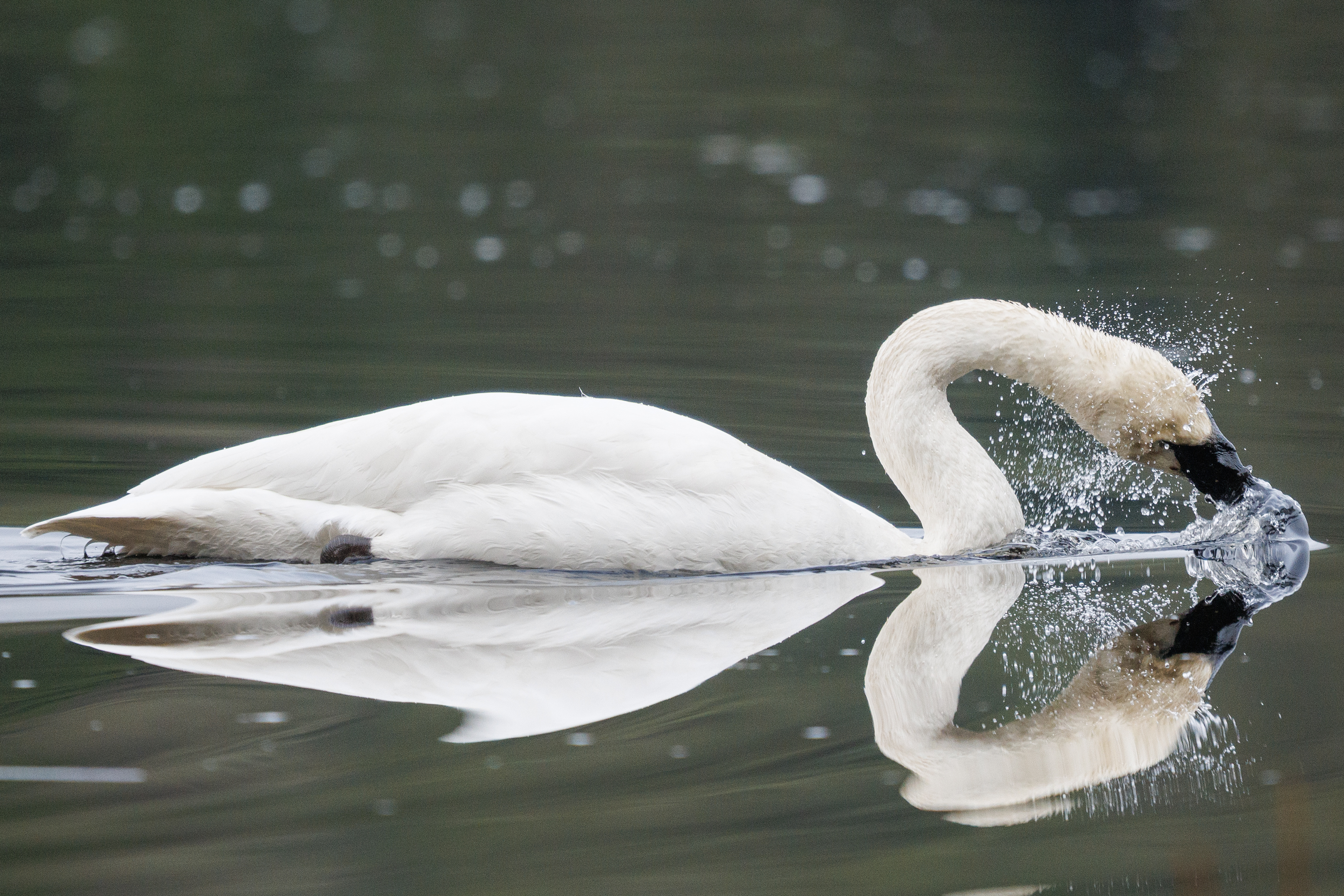 2025 12 02 Swan 1