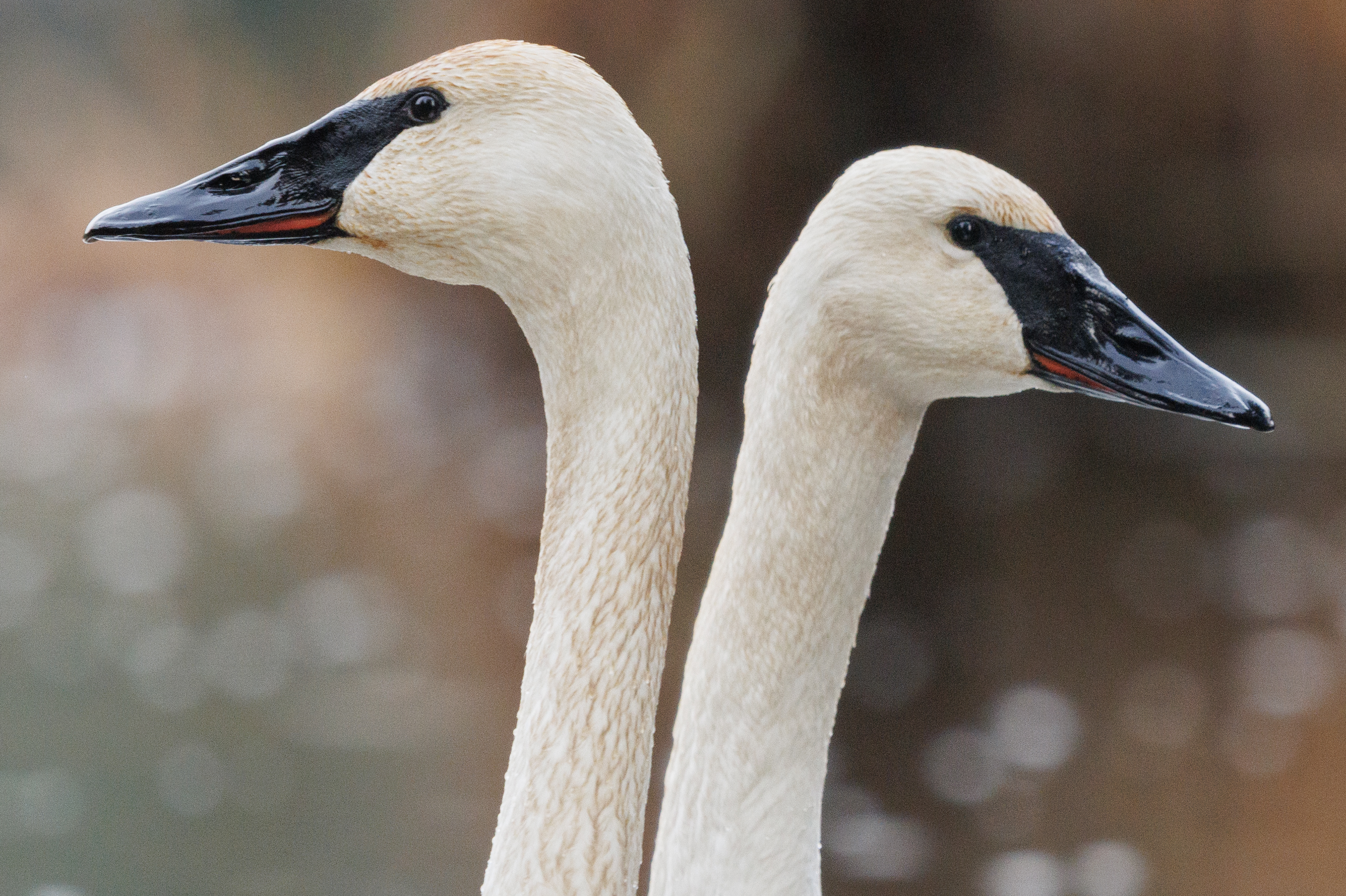 2025 12 02 Swan 2