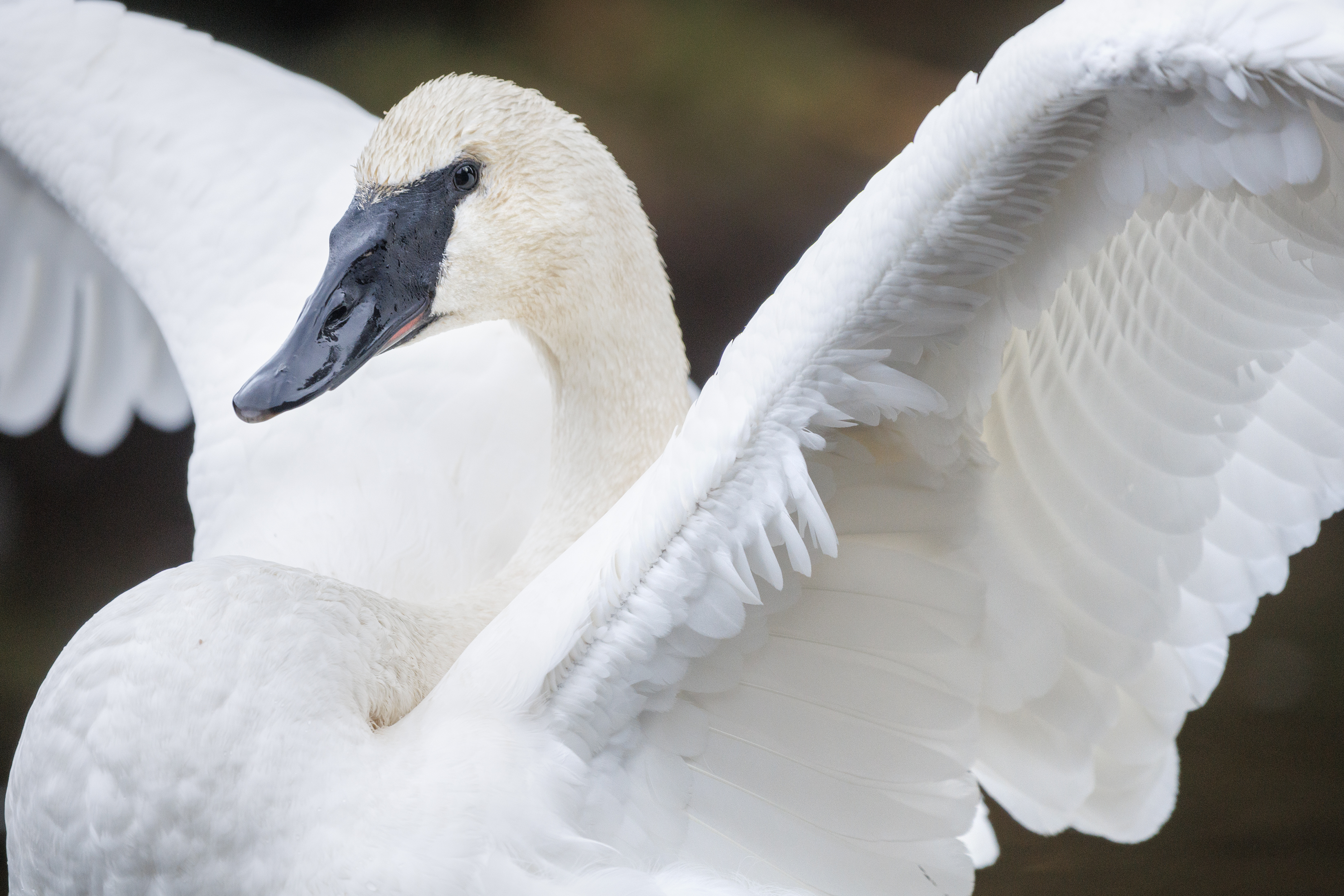 2025 12 02 Swan 3